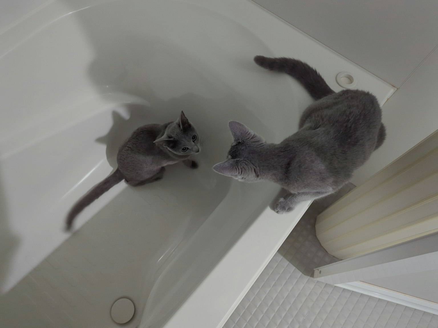 Zwei graue Katzen in einer Badewanne
