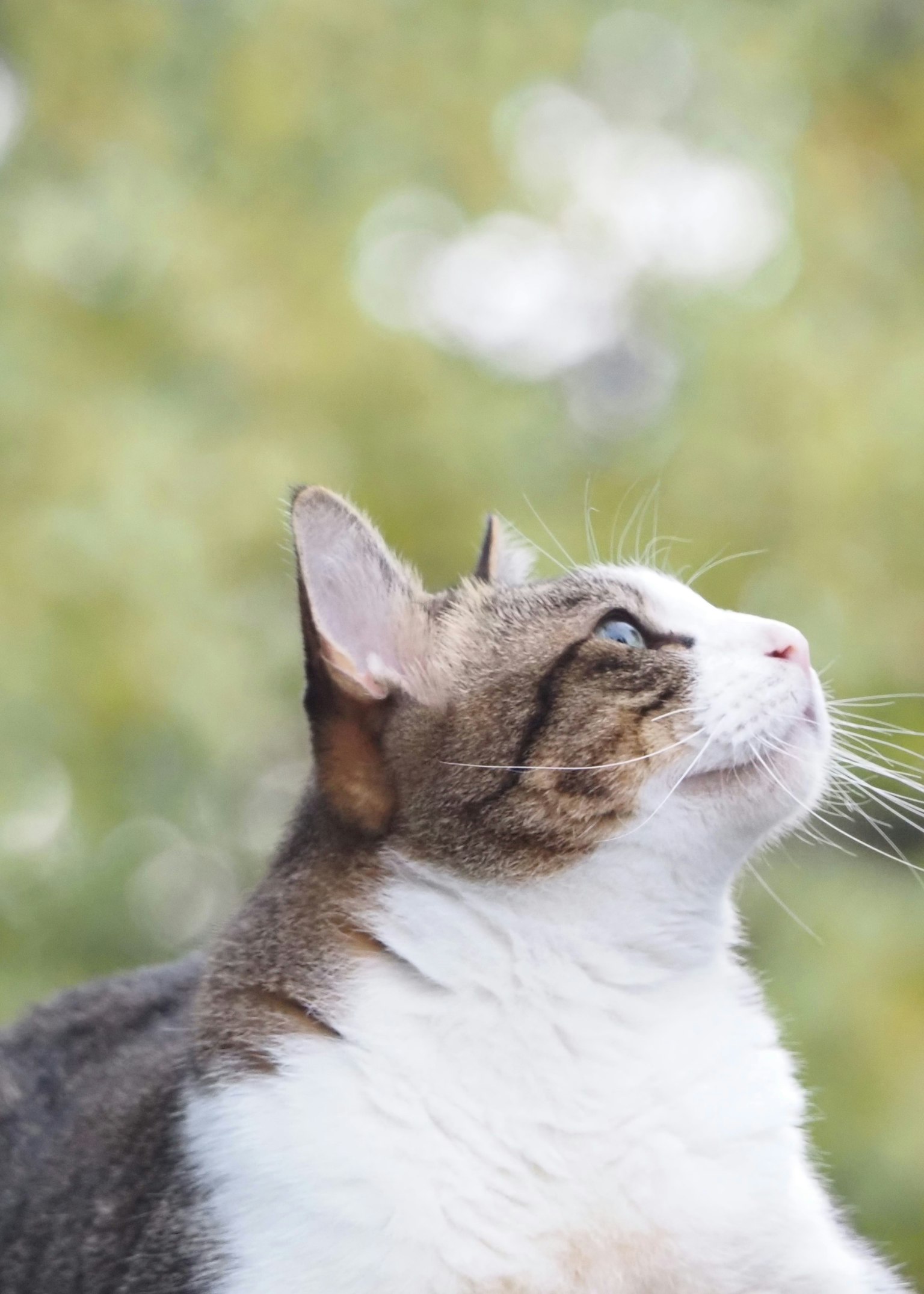 Eine Katze, die nach oben schaut, mit einem verschwommenen grünen Hintergrund