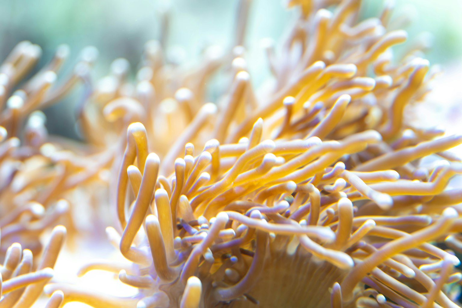 ภาพโคลสอัพของสิ่งมีชีวิตในทะเลสีส้ม