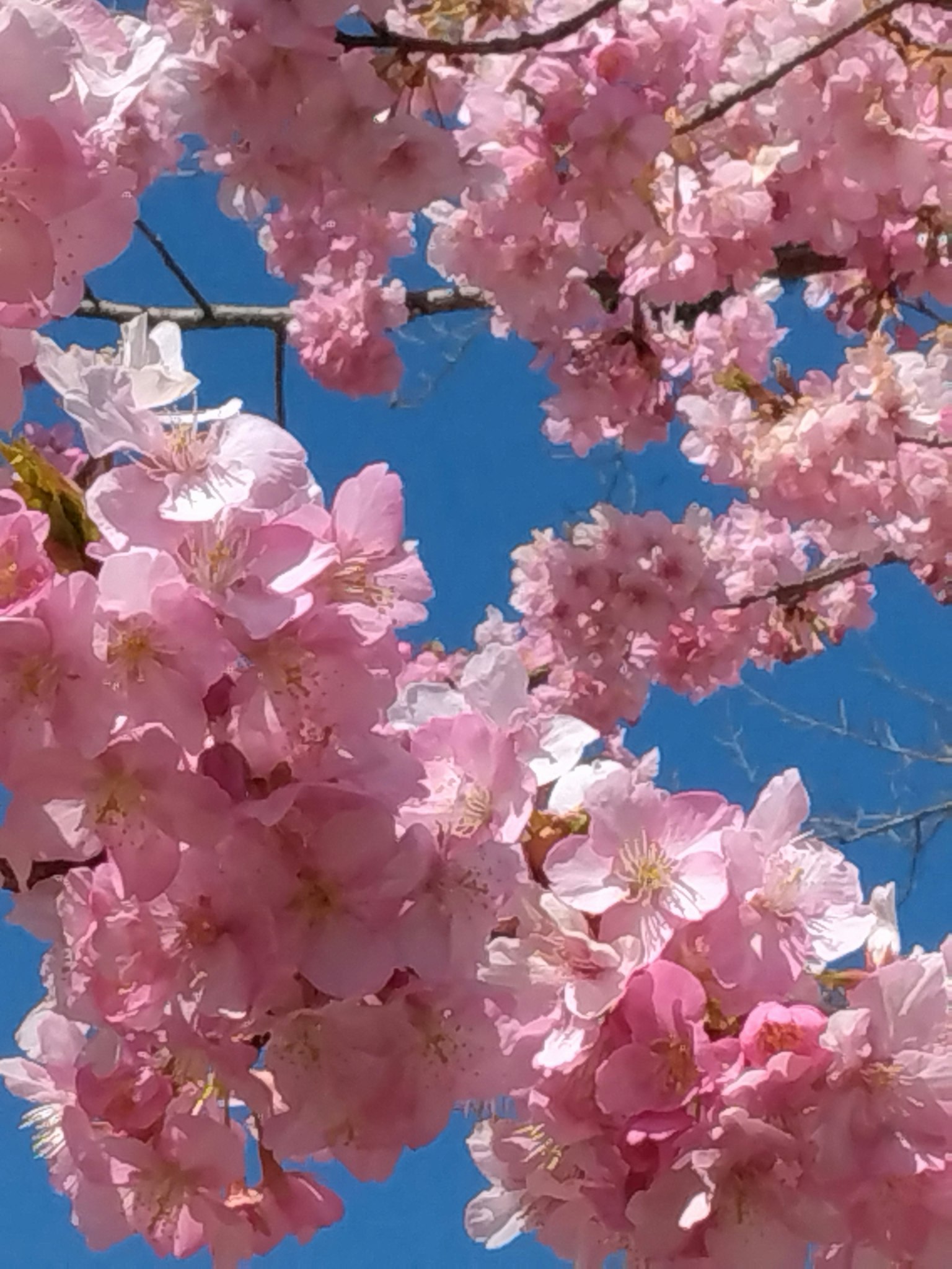 Nahaufnahme von Kirschblüten vor blauem Himmel