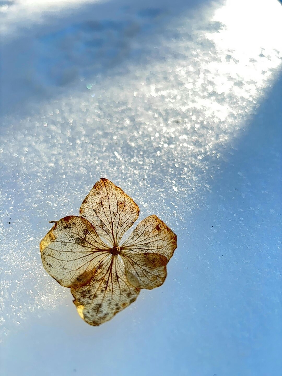 冬の枯れ紫陽花の花びらと西日が差す青空の下の静かな空間