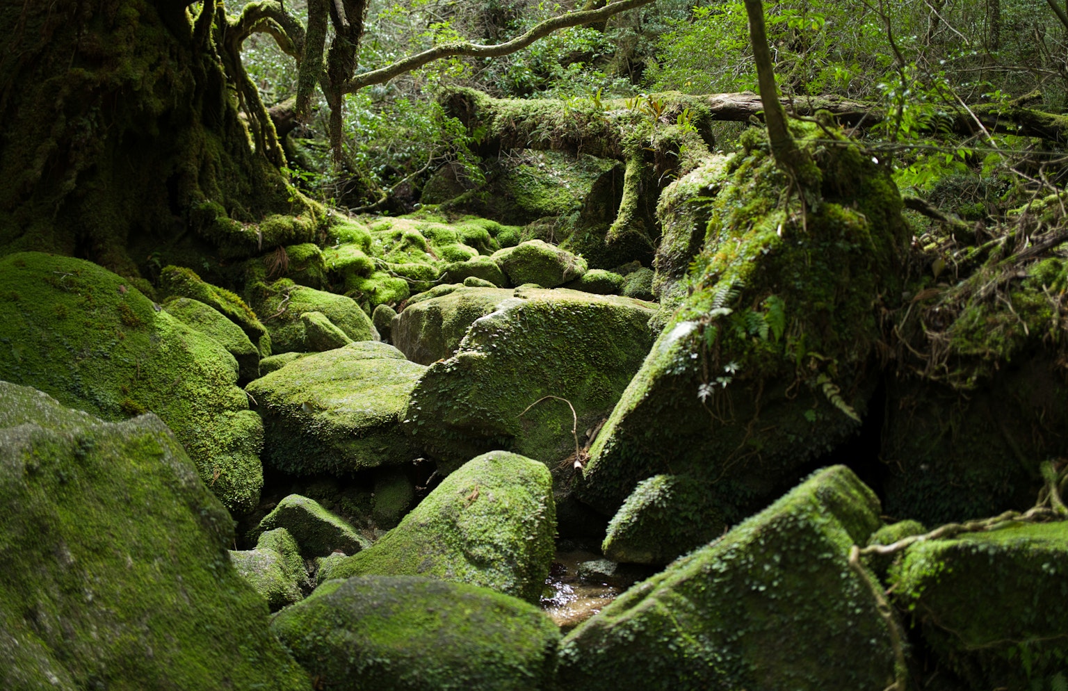 Aliran hutan yang tenang dengan batu-batu tertutup lumut dan pepohonan rimbun