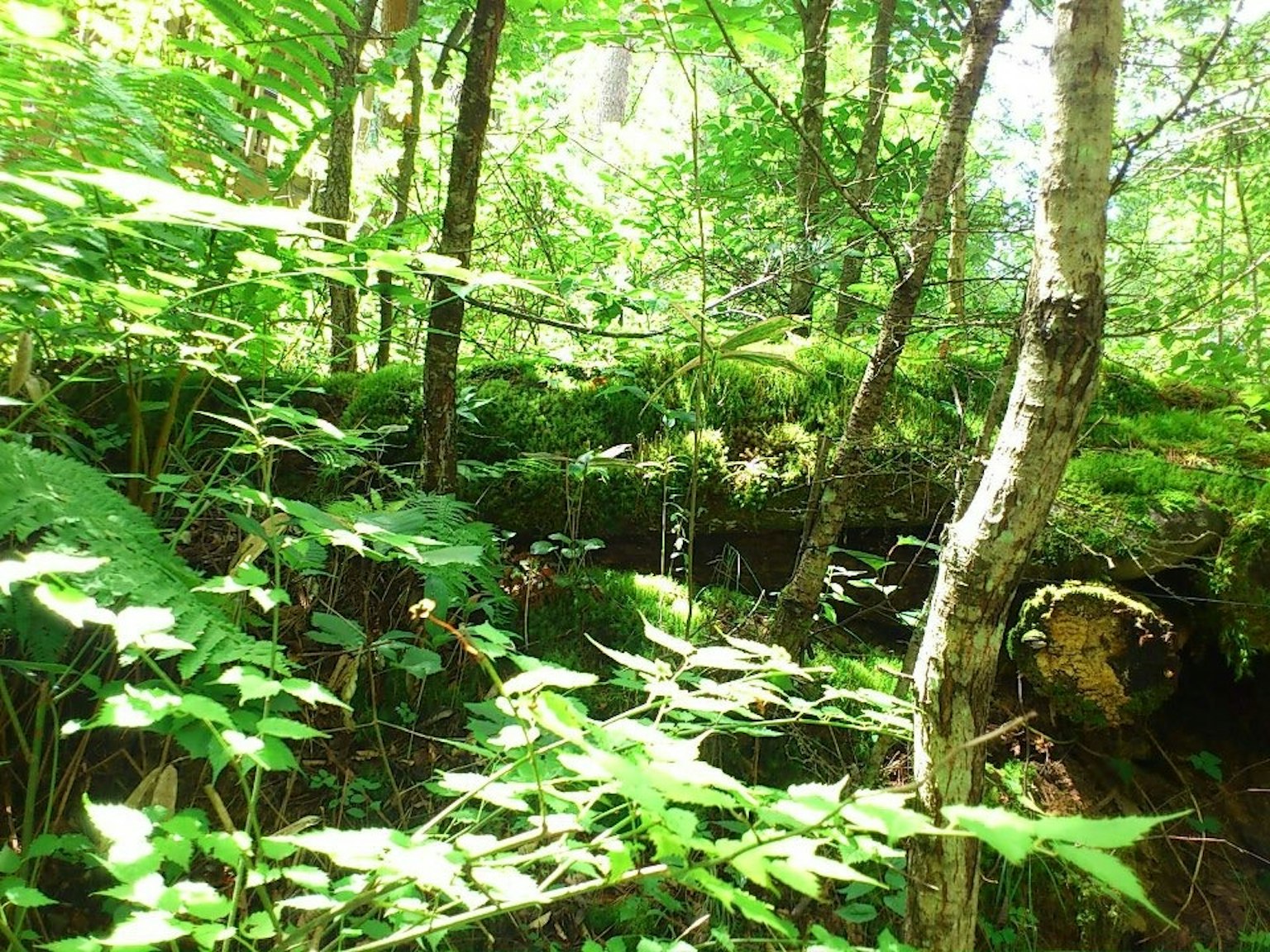 郁郁葱葱的森林场景，树木和绿色植物