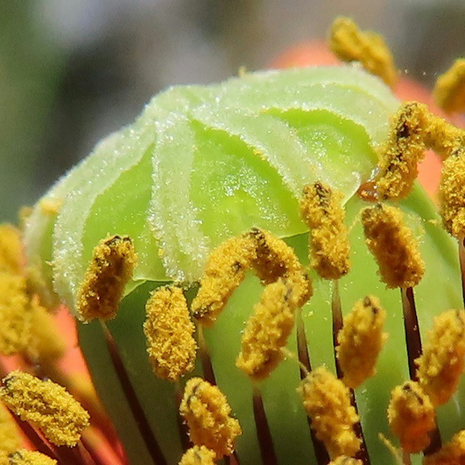 Gros plan sur le centre d'une fleur verte entouré de pollen jaune