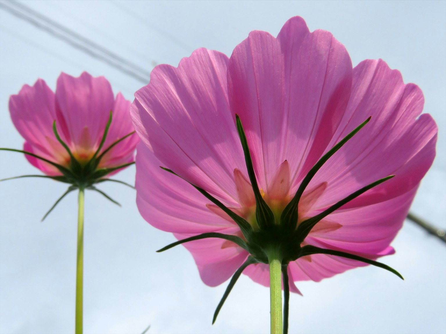Dos grandes flores rosas contra un fondo de cielo azul