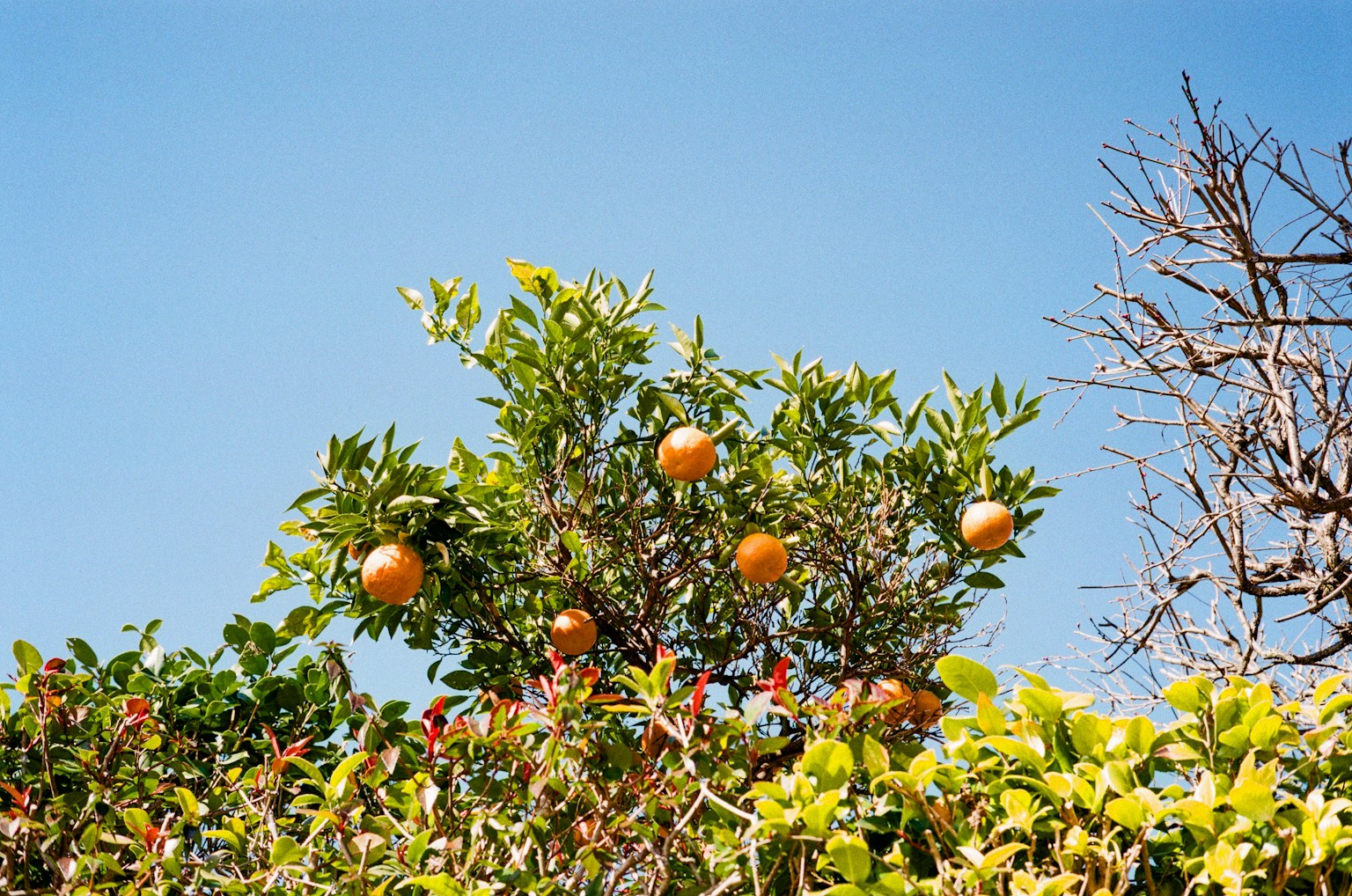 Pohon dengan buah oranye di bawah langit biru dikelilingi oleh dedaunan hijau