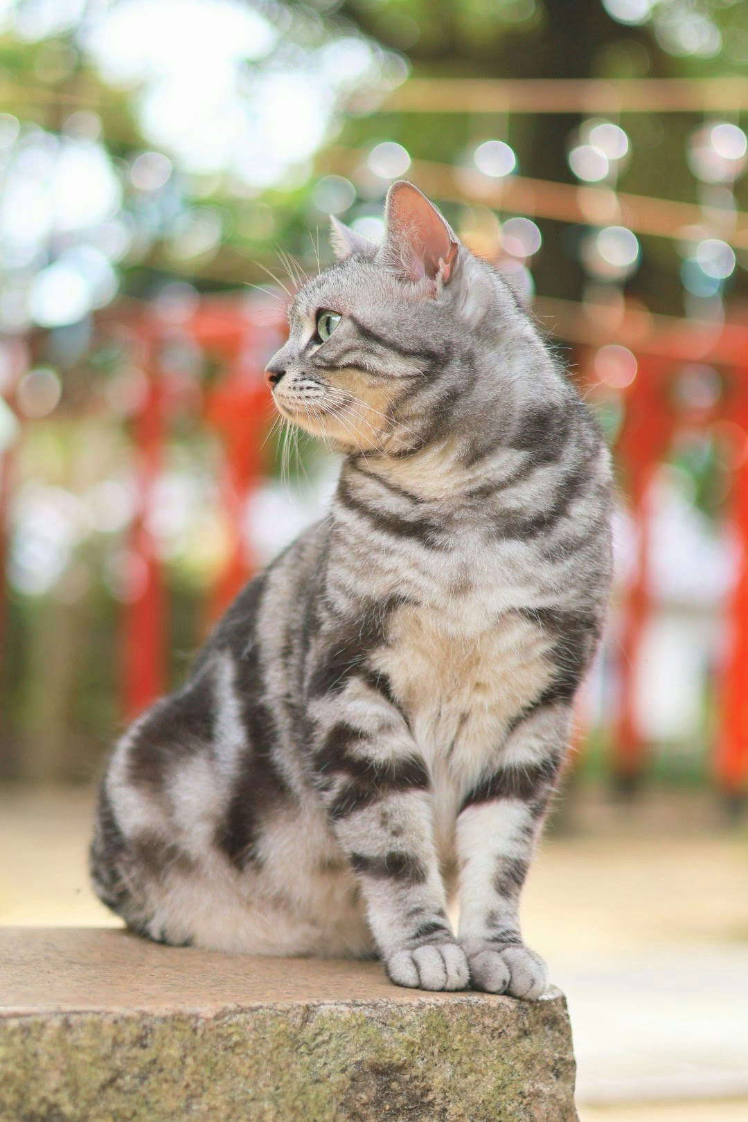 鳥居の並ぶ神社の境内で石の上に座る猫