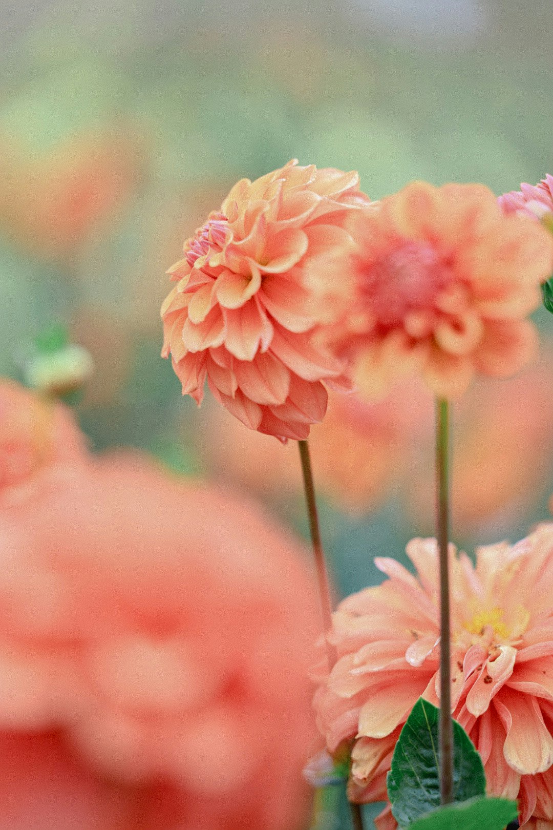 ダリアの花のクローズアップ
