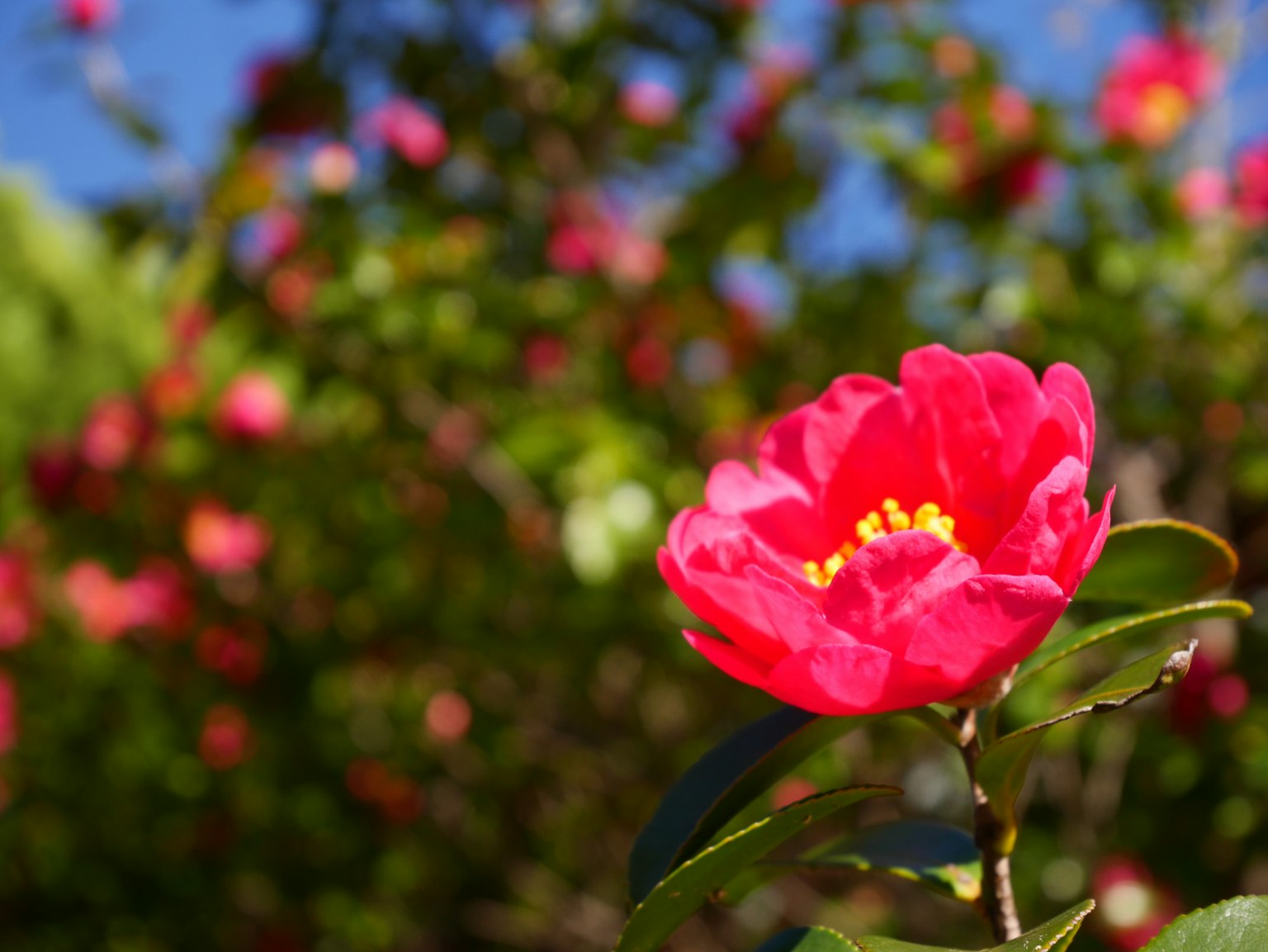 Fleur rose vif avec un fond vert luxuriant et un ciel bleu