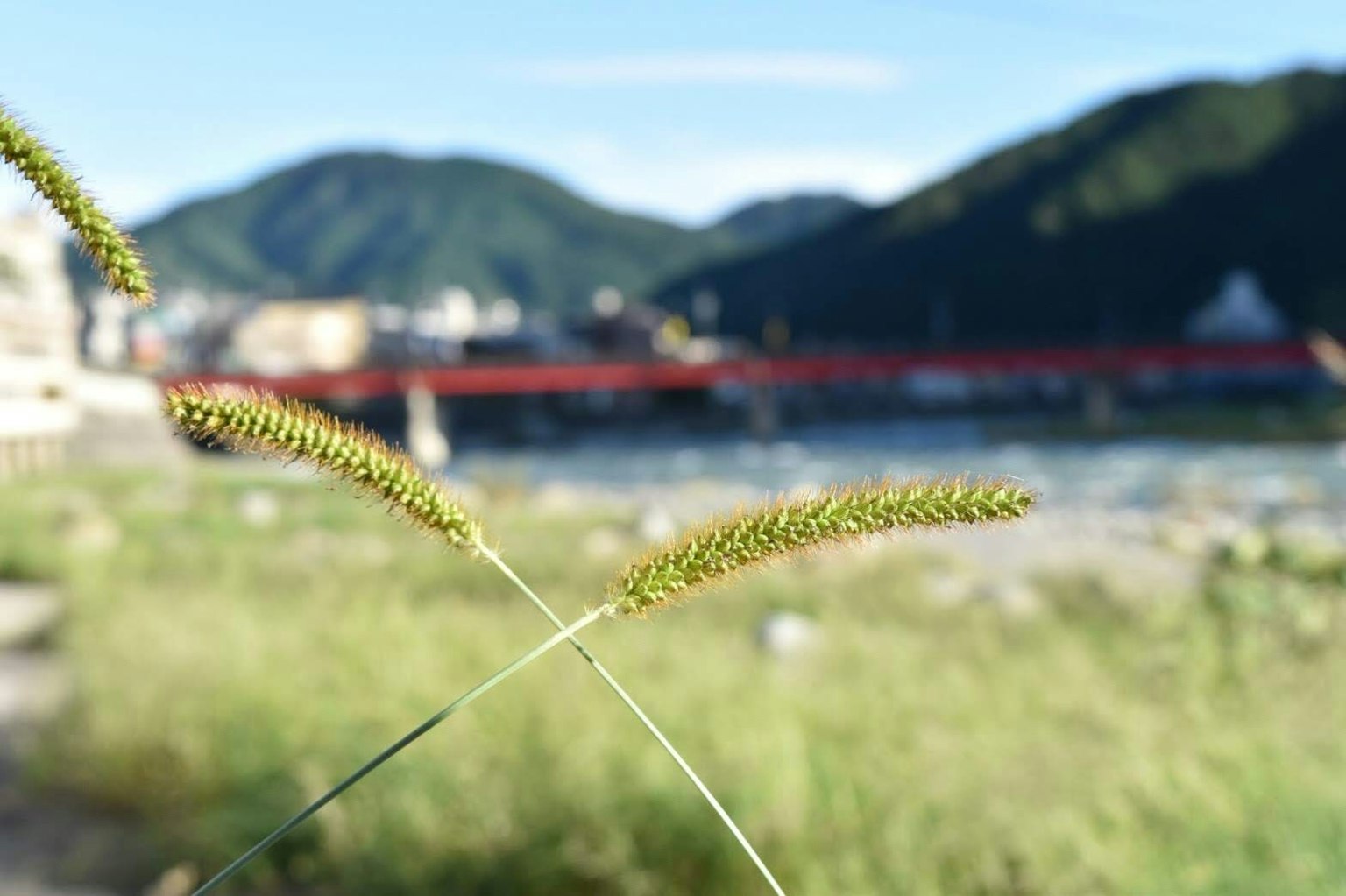 Close-up of grass spikes with mountains and a river in the background