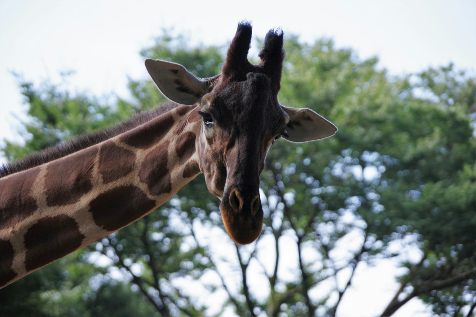 Gros plan sur le visage d'une girafe avec des arbres verts en arrière-plan