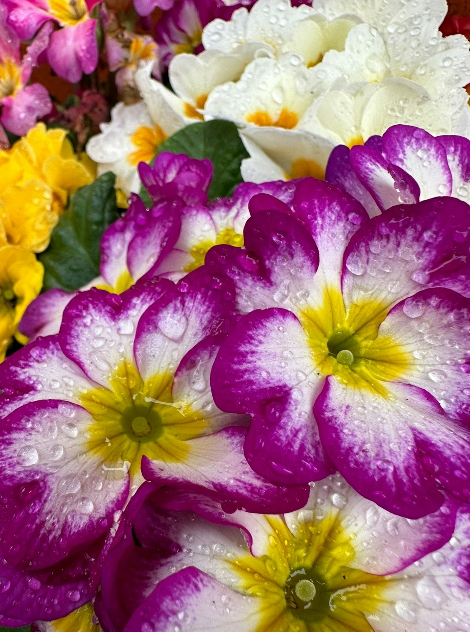 Acercamiento vibrante de flores coloridas con pétalos morados y blancos adornados con gotas de agua