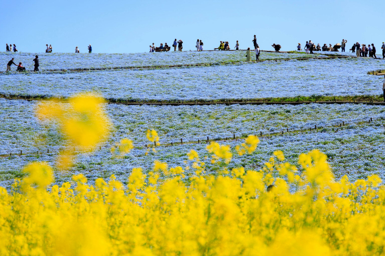 Eine lebendige Landschaft mit gelben Blumen und Menschen, die sich auf einem Hügel versammeln