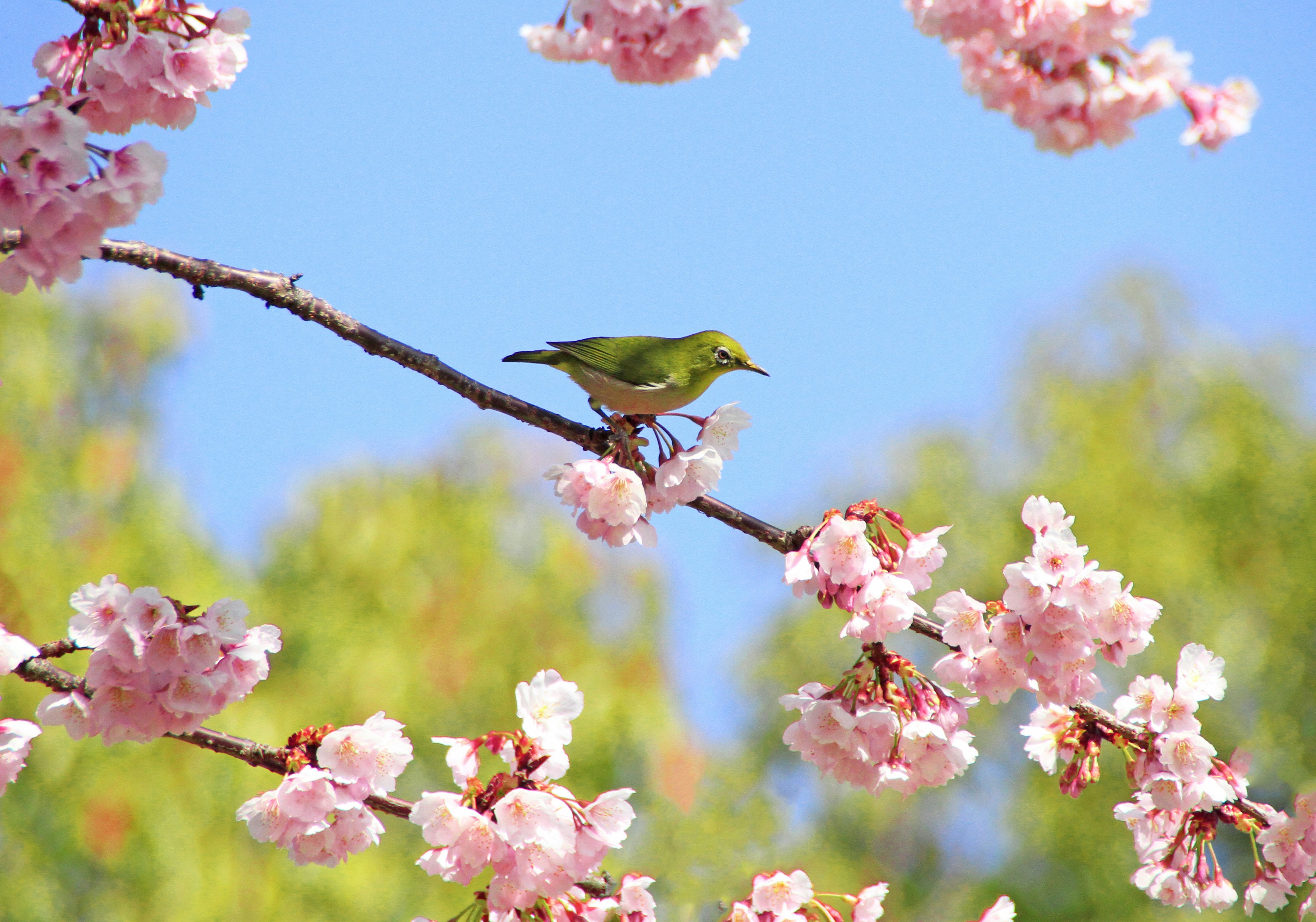 Japanese white-eye perched on cherry blossoms against a blue sky