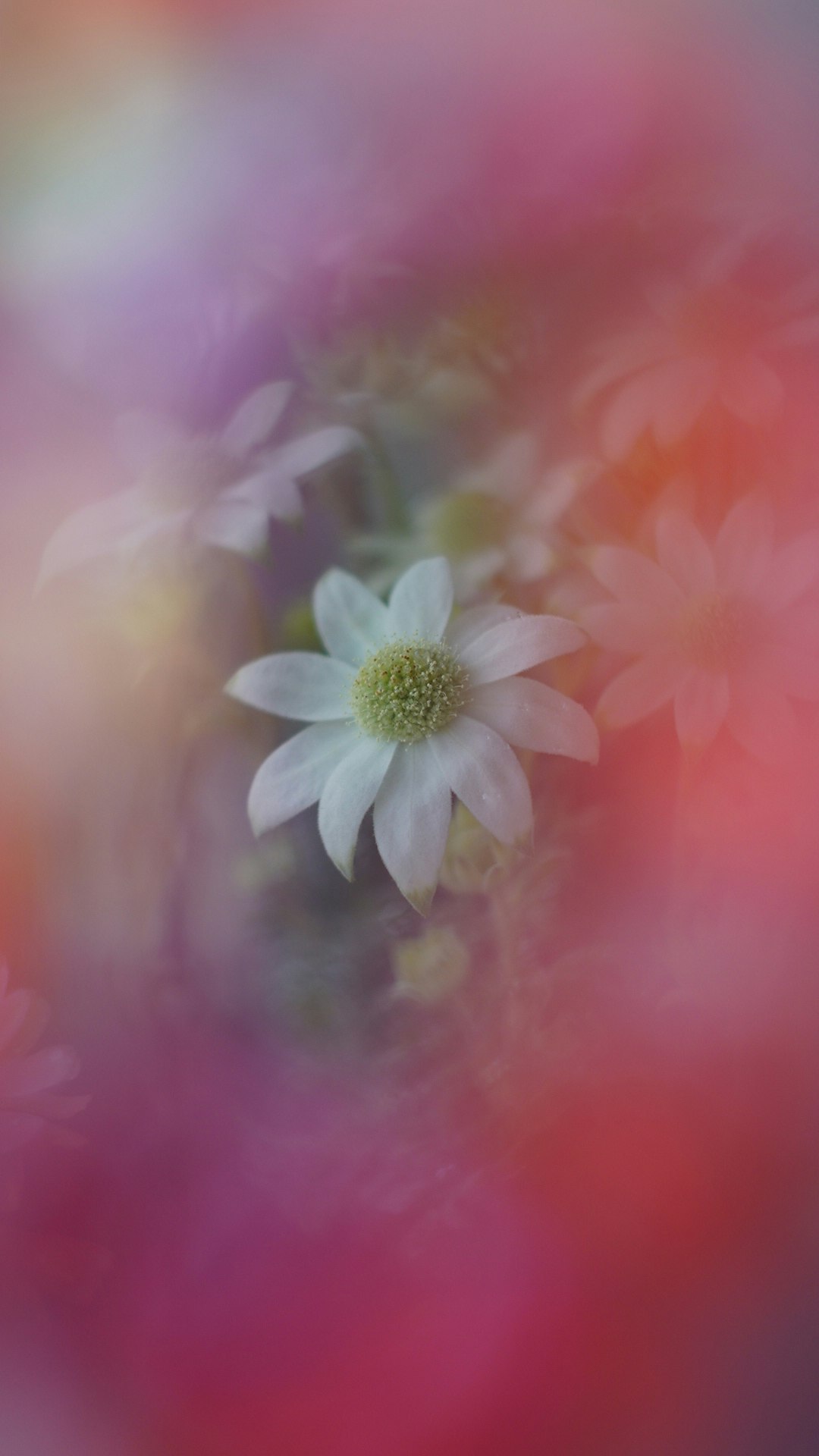 Primer plano de una flor blanca rodeada de pétalos rojos y rosados