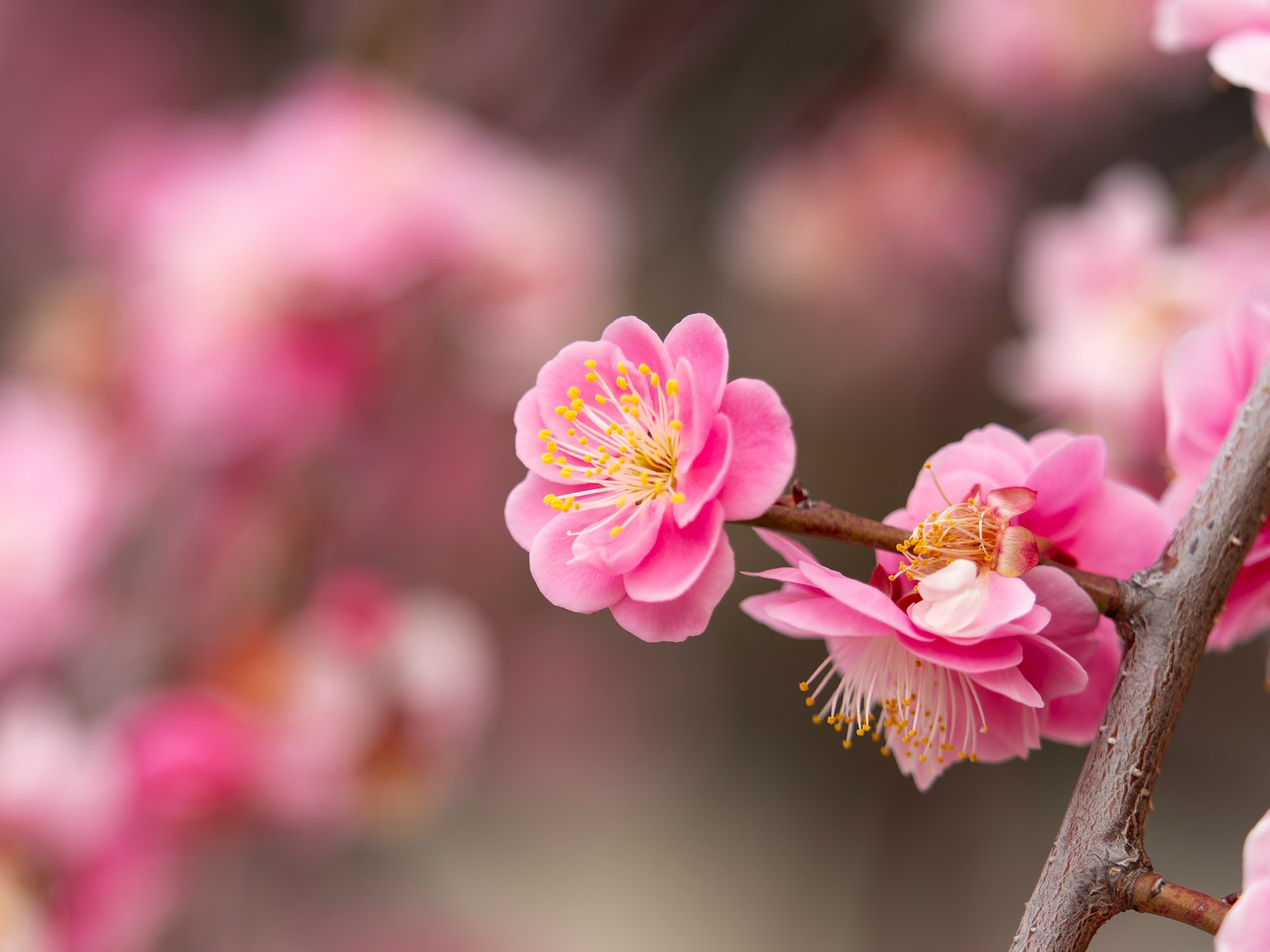 特寫美麗粉紅色梅花在一根枝條上