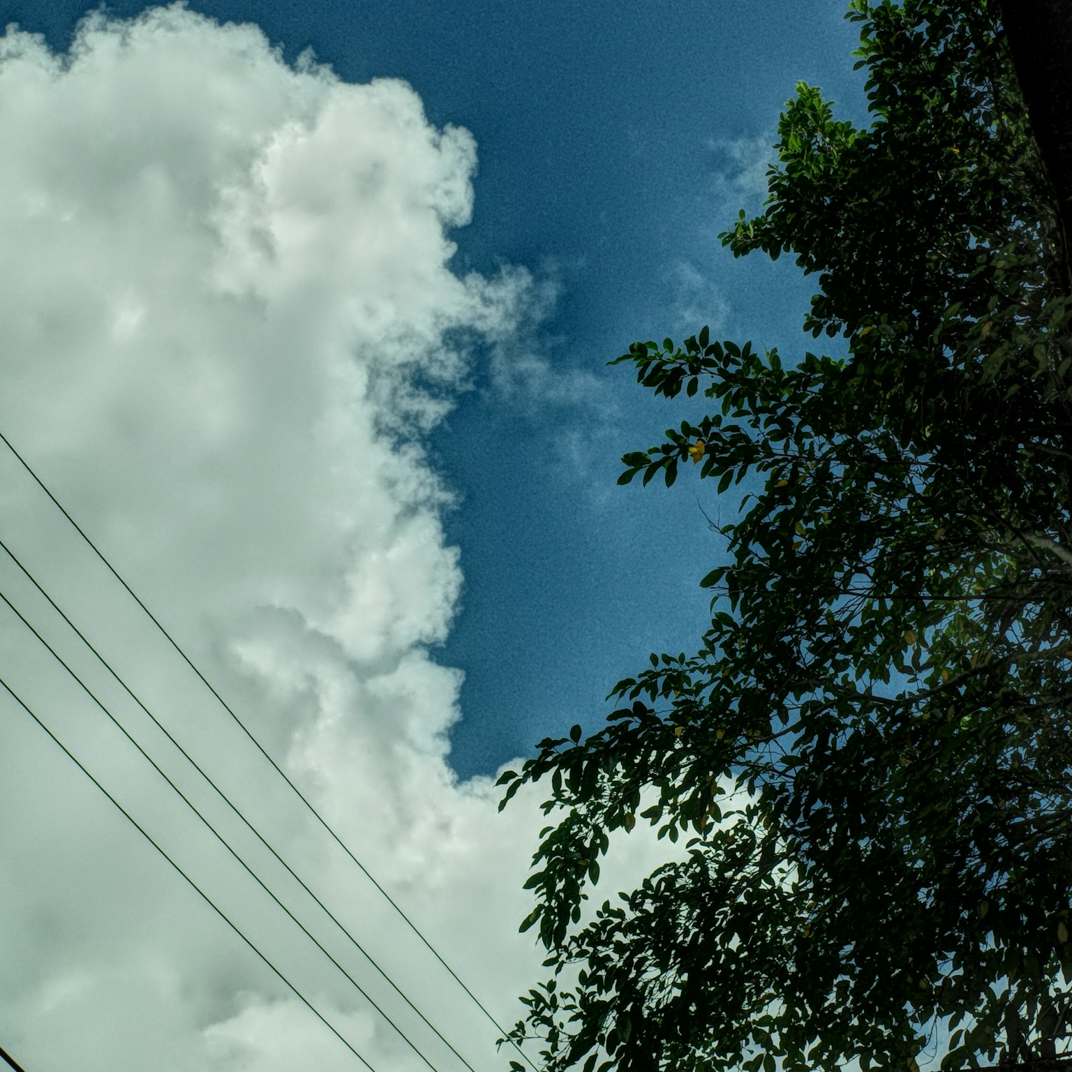 Pemandangan langit biru dengan awan putih dan cabang pohon hijau
