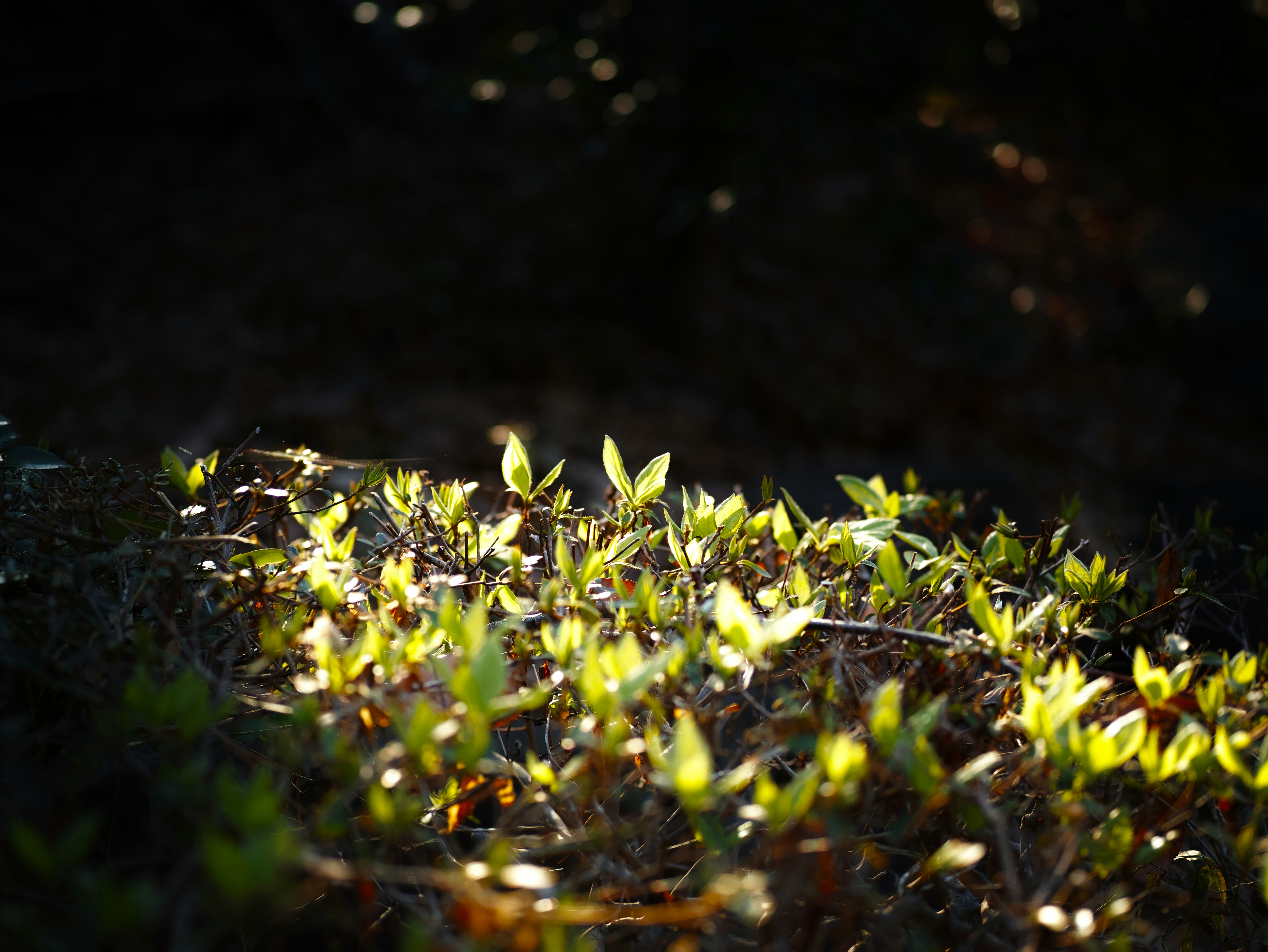 new sprouts glowing in dark soil