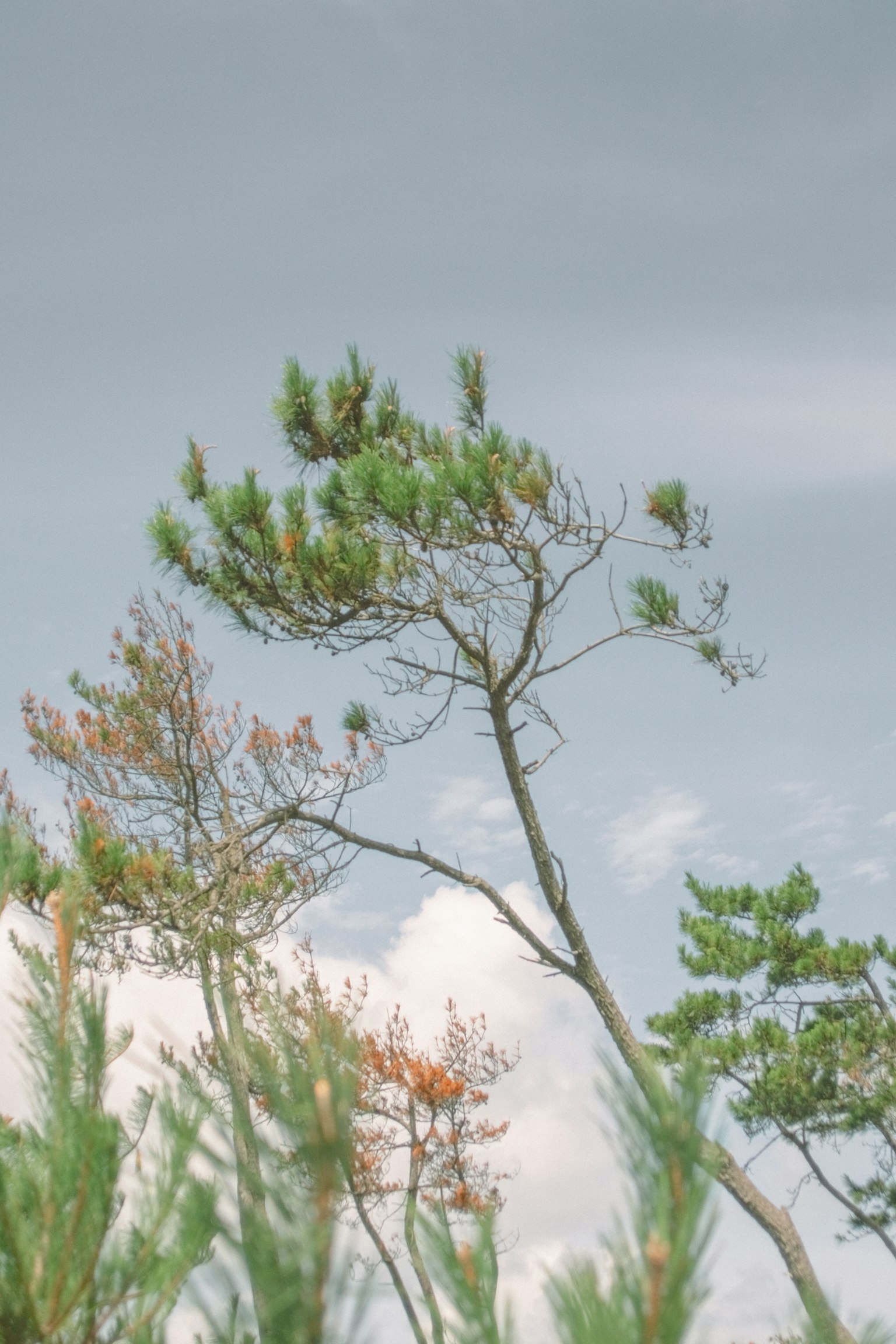 Bäume, die im Wind unter einem blauen Himmel schwanken