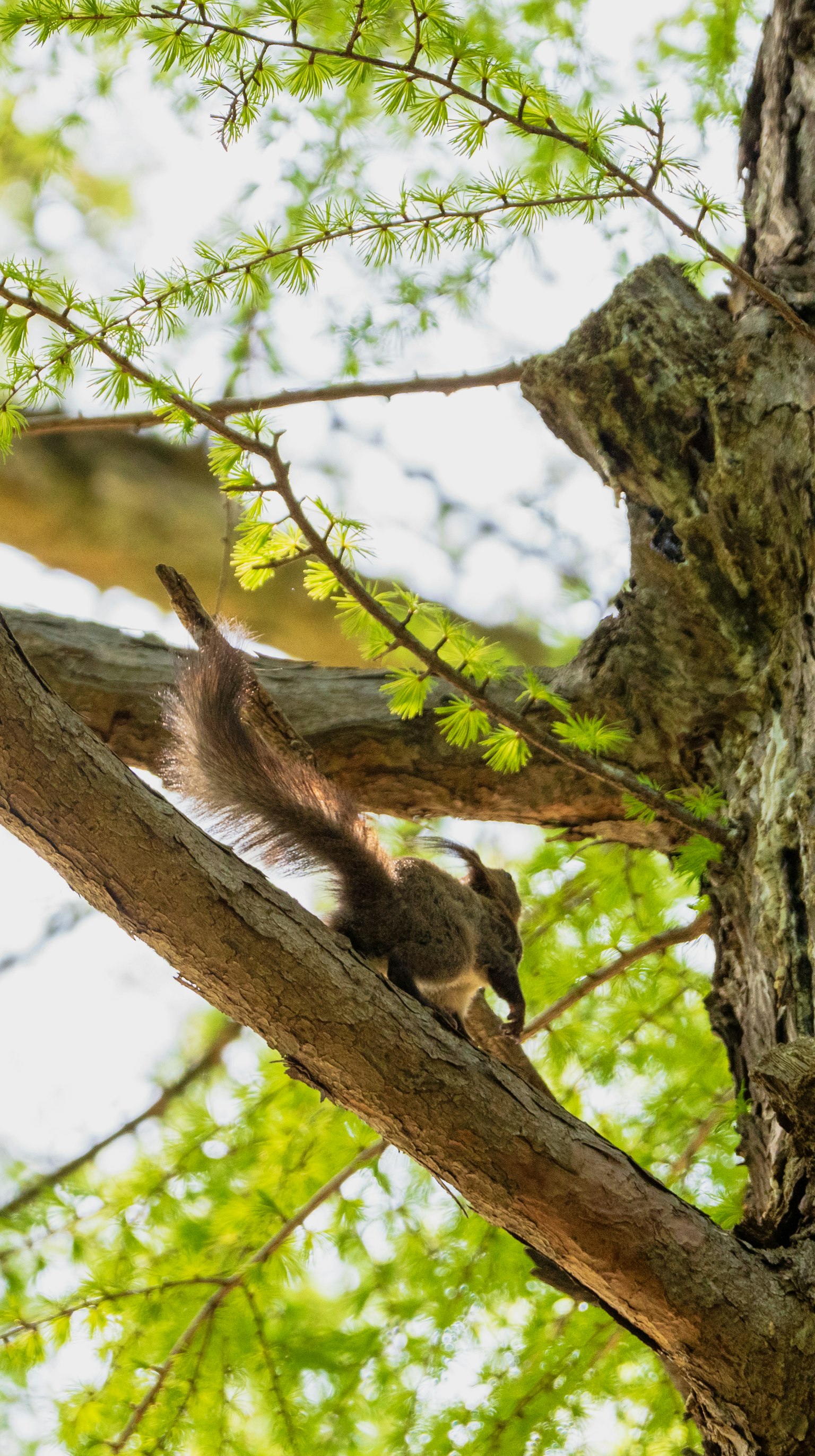 Squirrel di atas dahan pohon dikelilingi oleh daun hijau