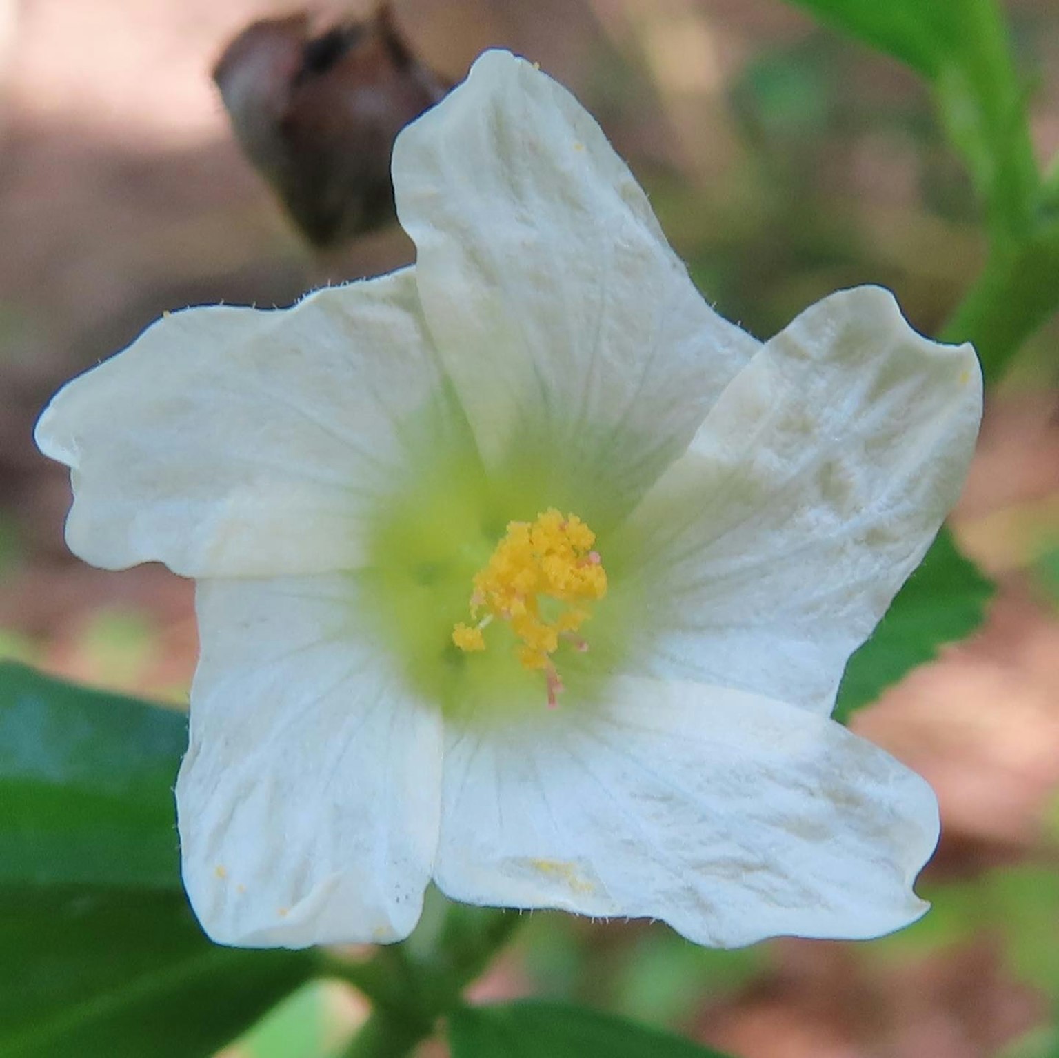 Une fleur blanche avec un étamine jaune au centre