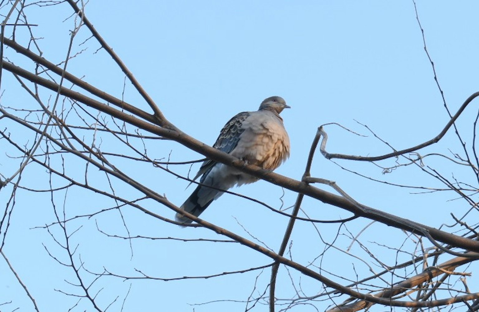 Burung bertengger di dahan di bawah langit biru yang cerah