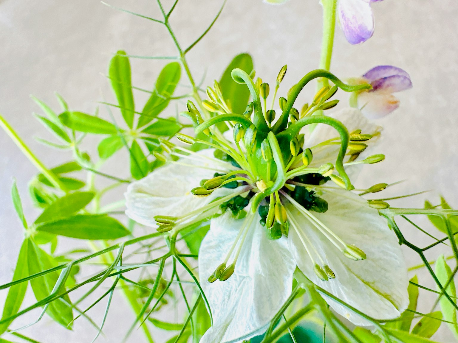 Nahaufnahme einer zarten weißen Blume mit grünen Blättern