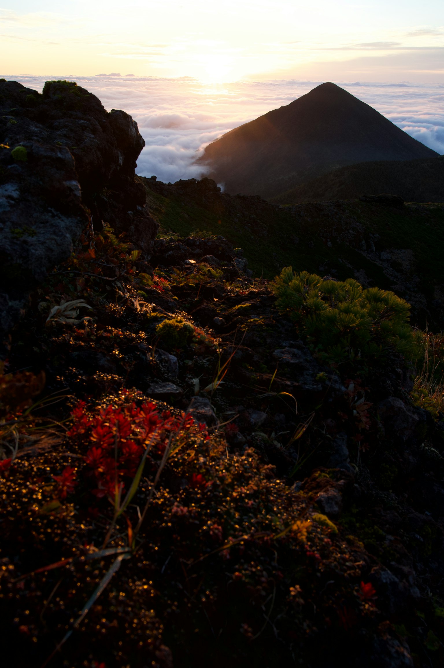 Paysage de montagne au coucher du soleil avec des fleurs rouges au premier plan