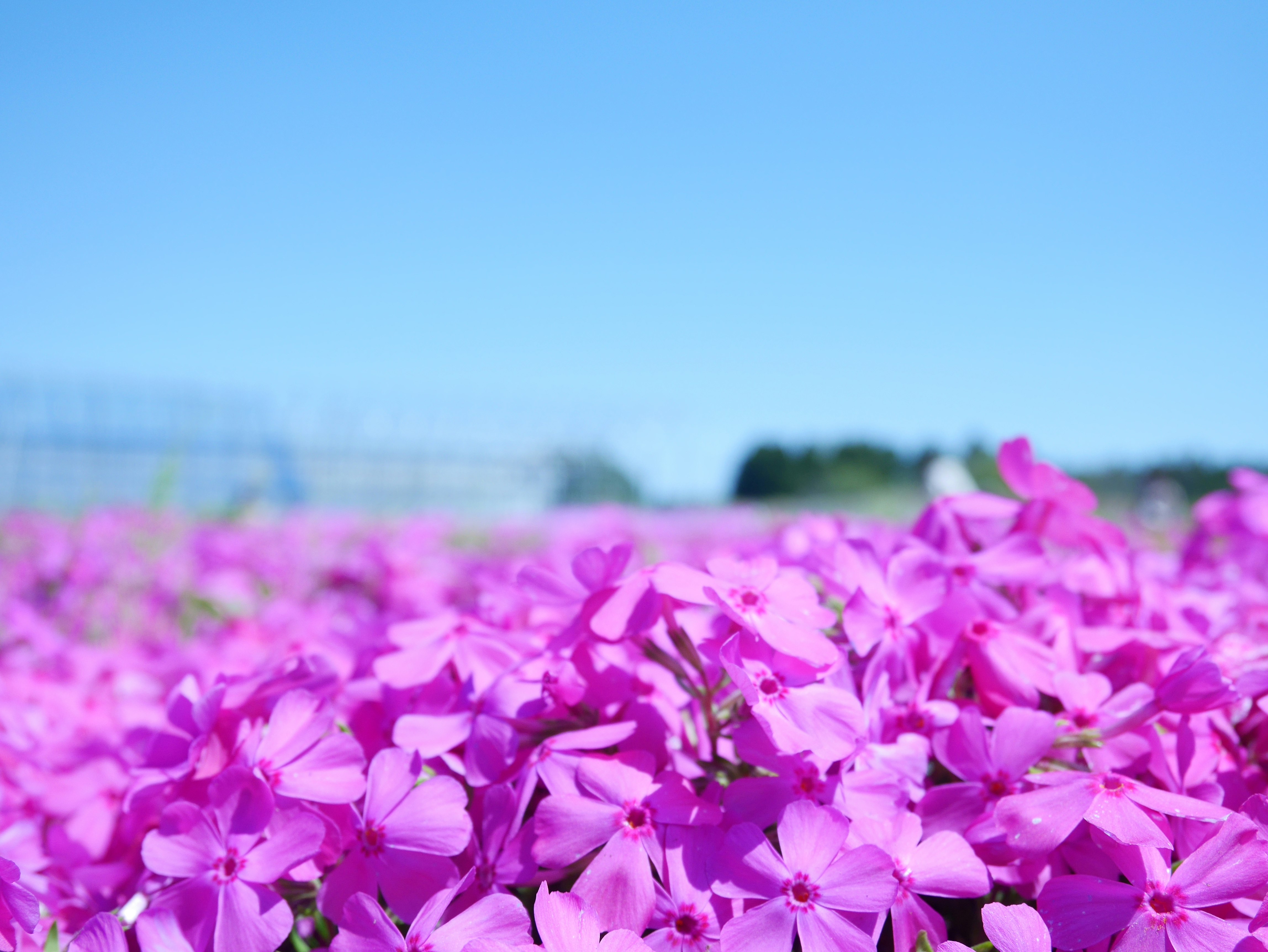 芝桜の花畑の鮮やかなピンクの群生