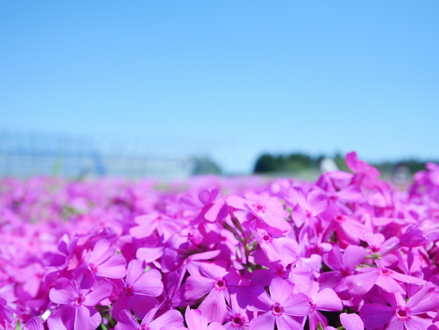 Lebendige rosa Blumenfeld unter klarem blauen Himmel