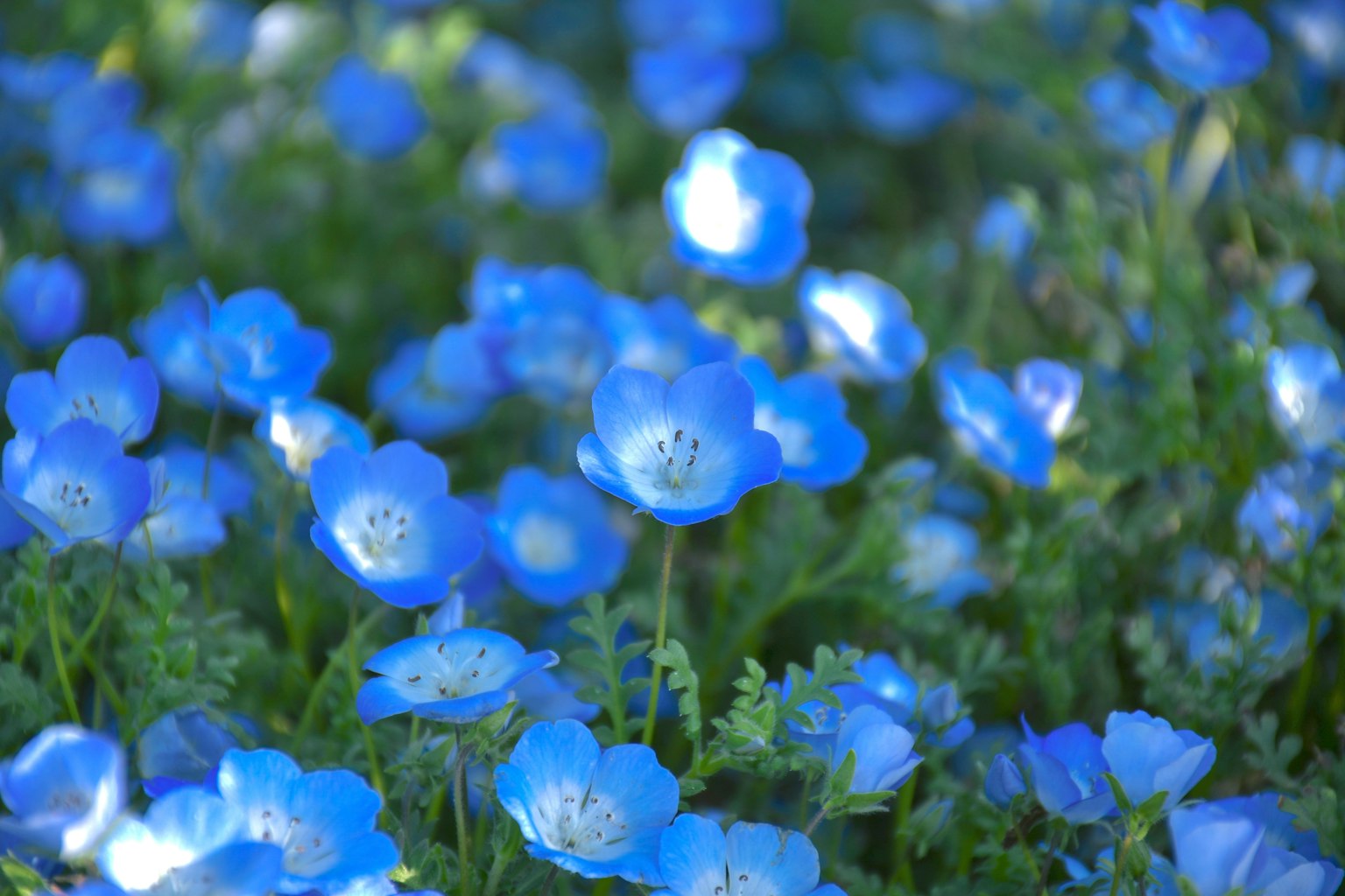 Un gruppo di fiori blu circondati da foglie verdi con delicate nemophile