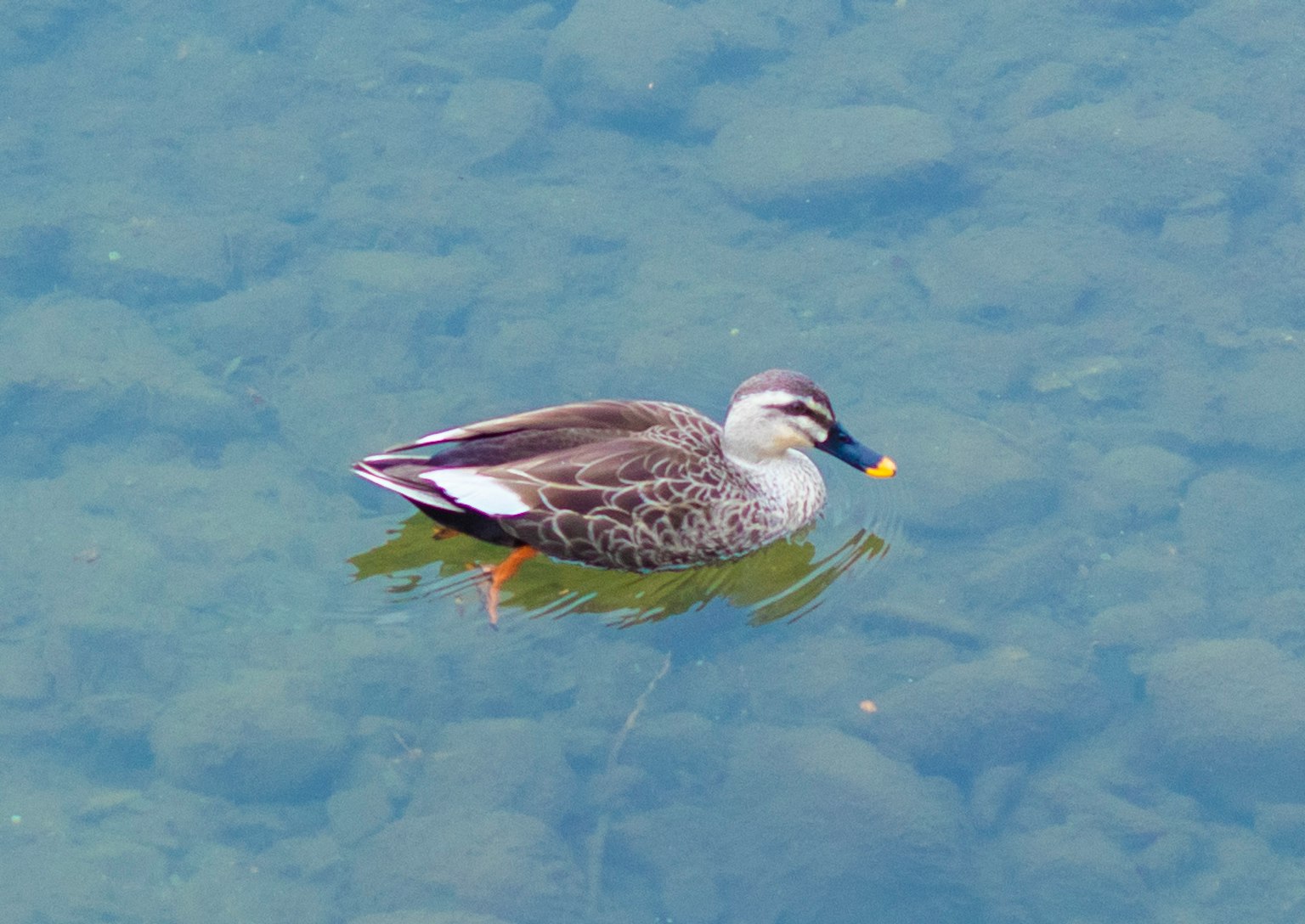 Un canard flottant à la surface de l'eau avec des plumes grises et des pattes orange