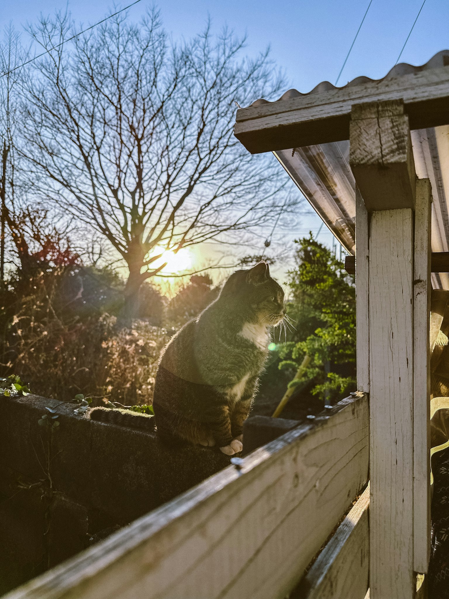 Un chat assis sur une clôture avec le coucher de soleil en arrière-plan