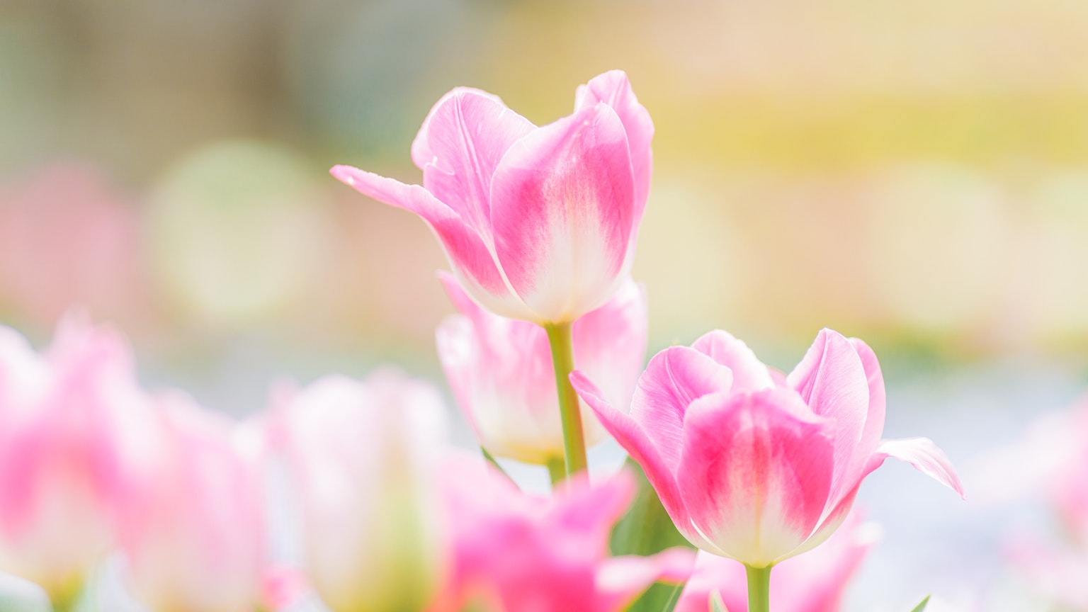 柔和的粉色鬱金香花在花園中綻放