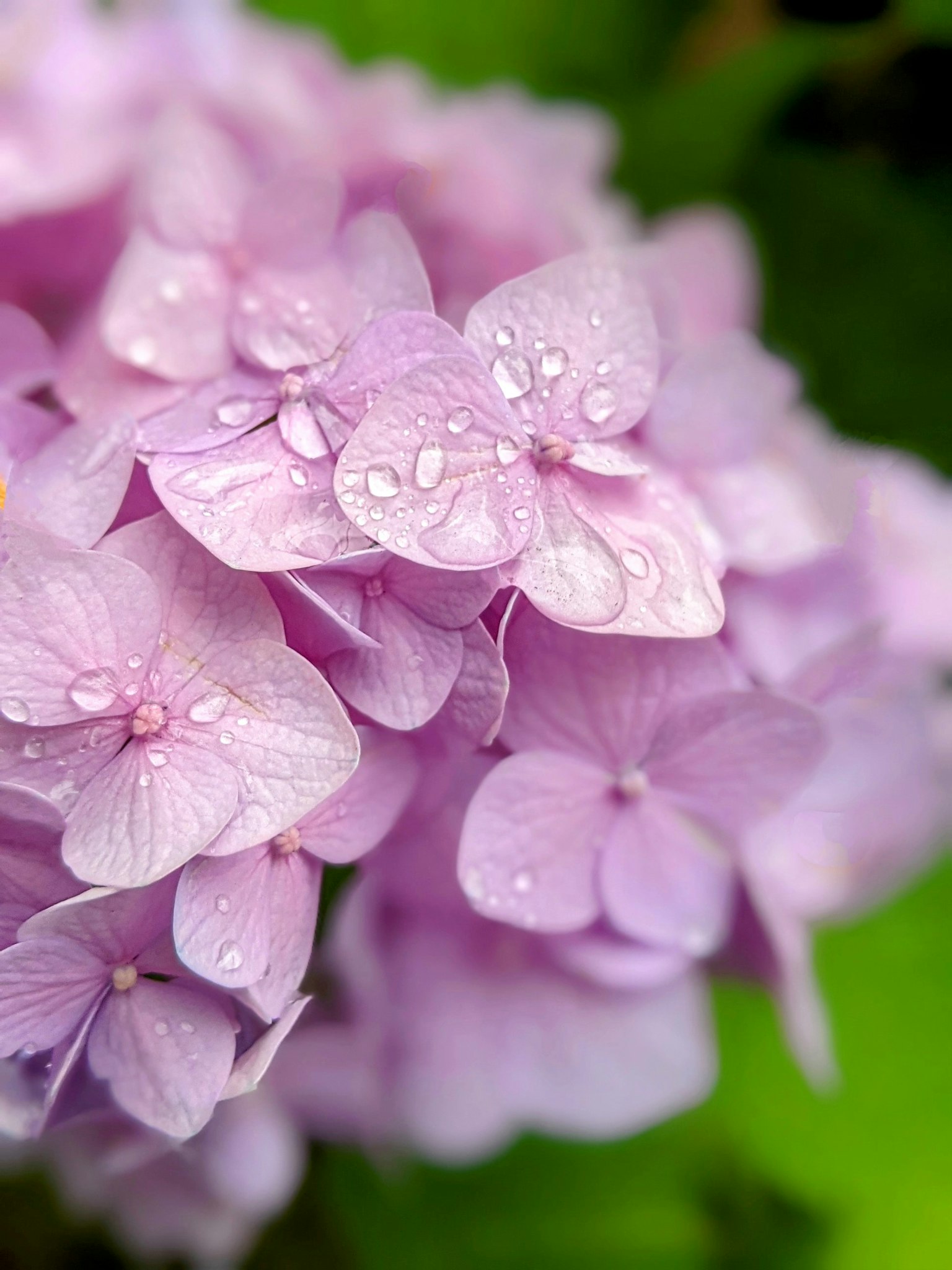 Gros plan de fleurs d'hortensia avec des pétales violets pâles et des gouttes d'eau