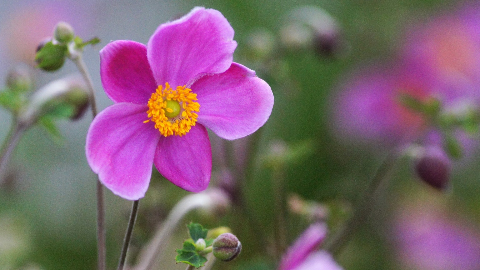 Fleur rose vive avec un centre jaune appartenant à l'espèce anémone