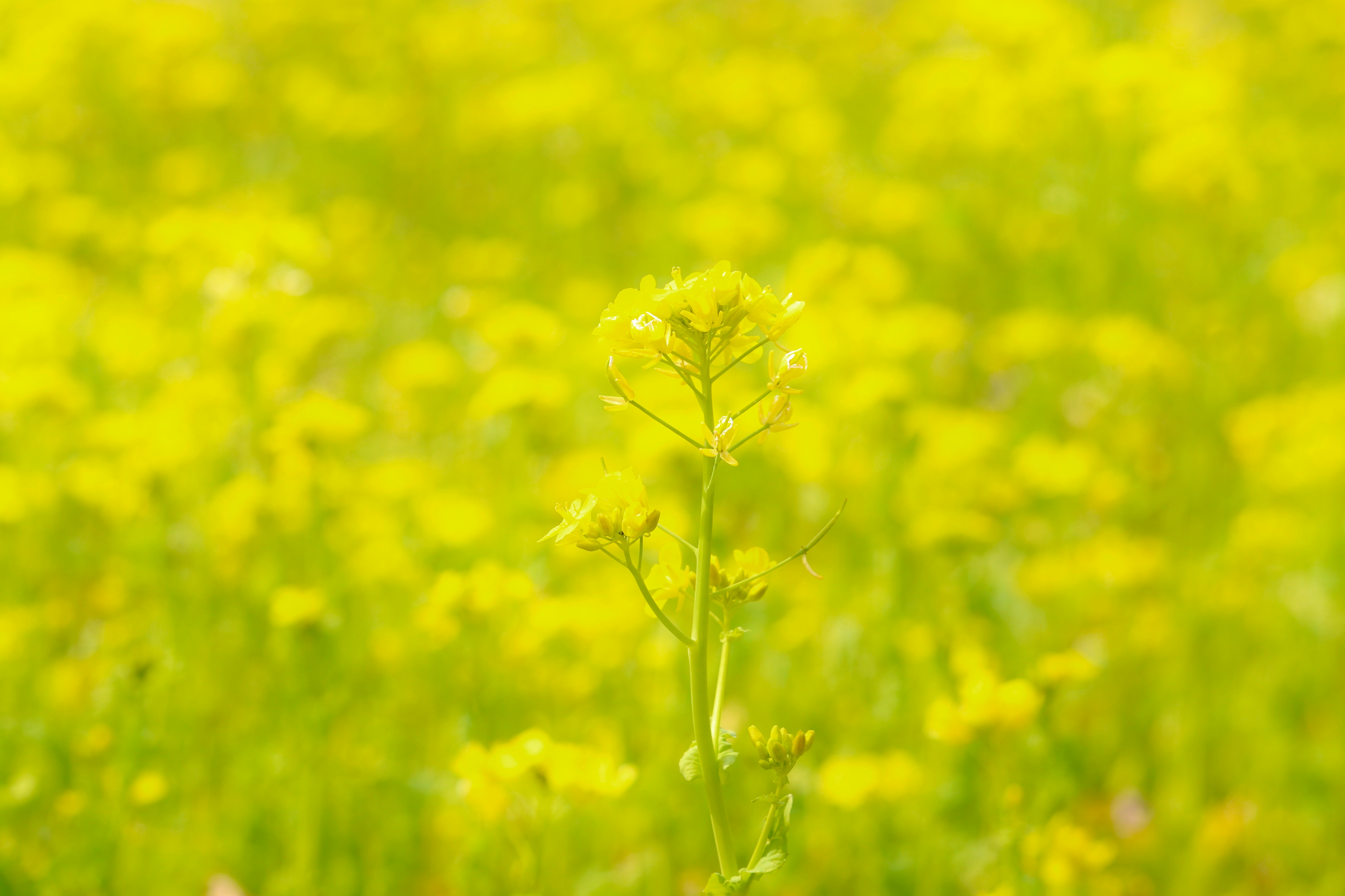 黃花田裡搖曳的嫩花
