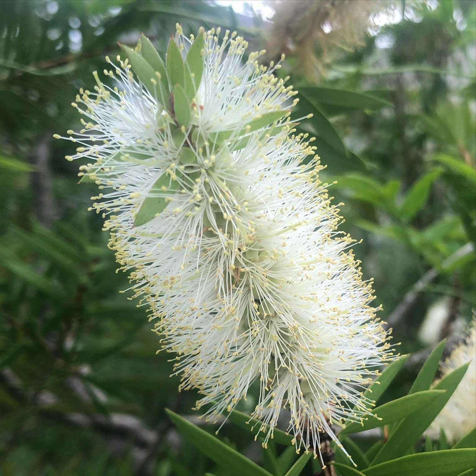 Photo en gros plan d'une plante avec des fleurs blanches