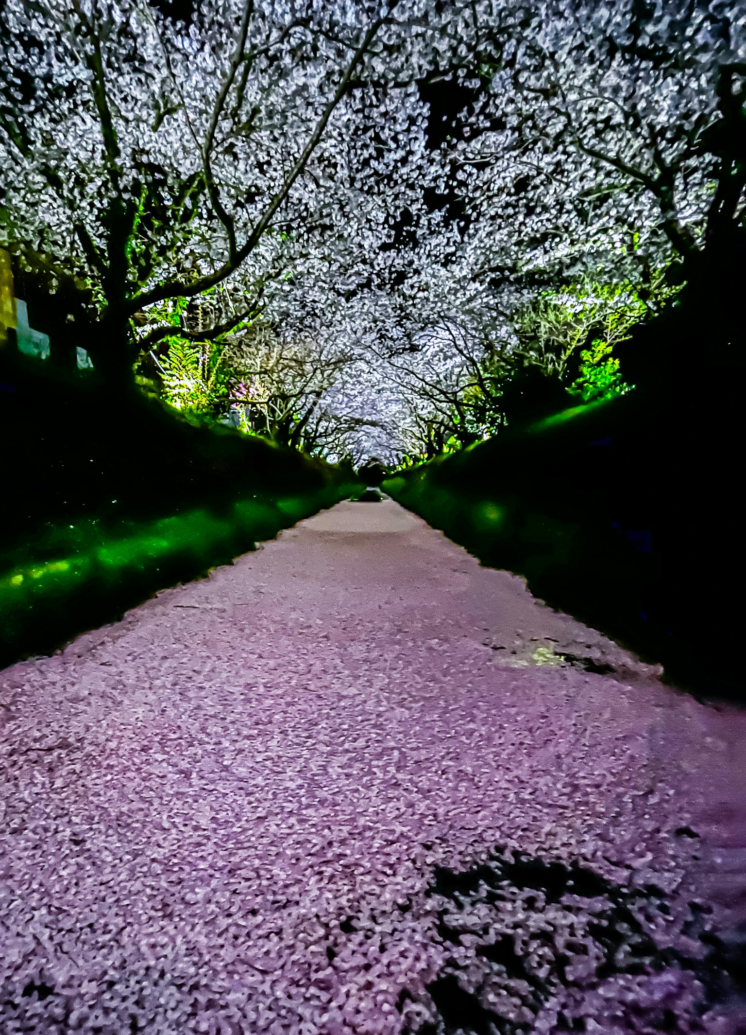 Chemin bordé d'arbres en fleurs et de pétales de cerisier