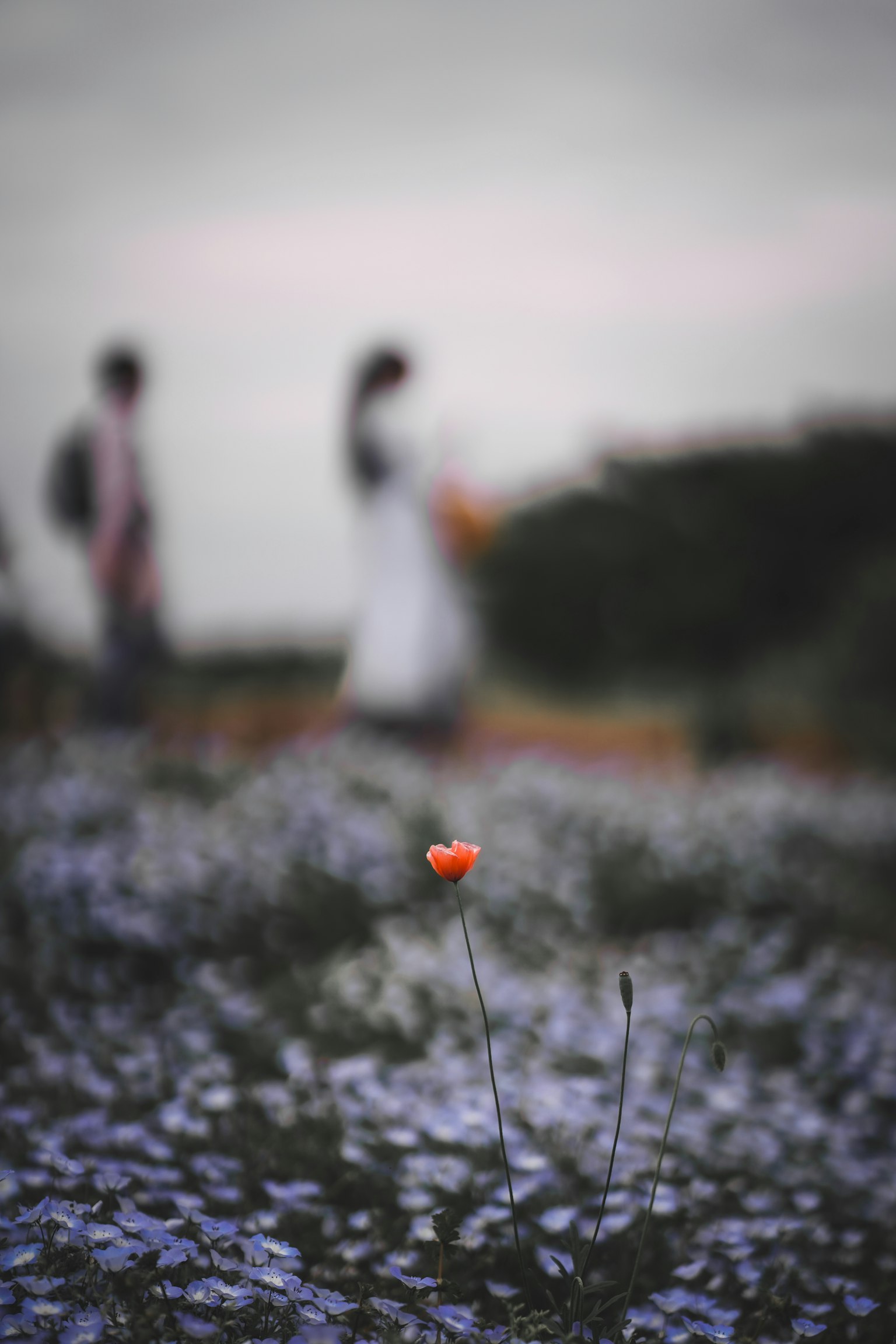 An orange flower stands out among blue flowers with people walking in the background