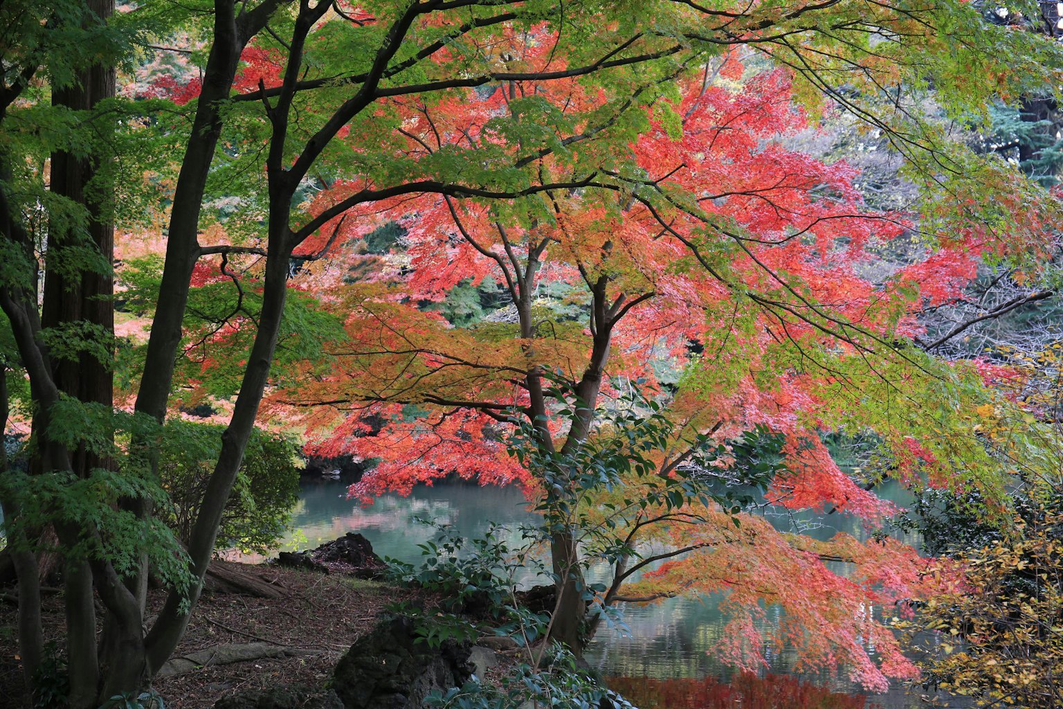 Hermoso paisaje con árboles de follaje otoñal junto a un lago