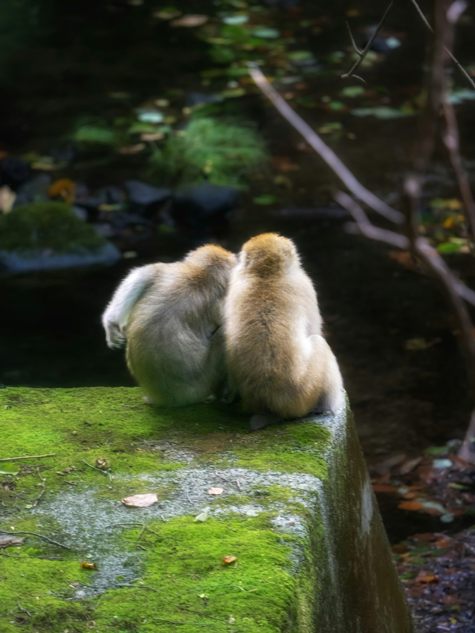二匹の子猿が緑の苔の上に寄り添って座っている