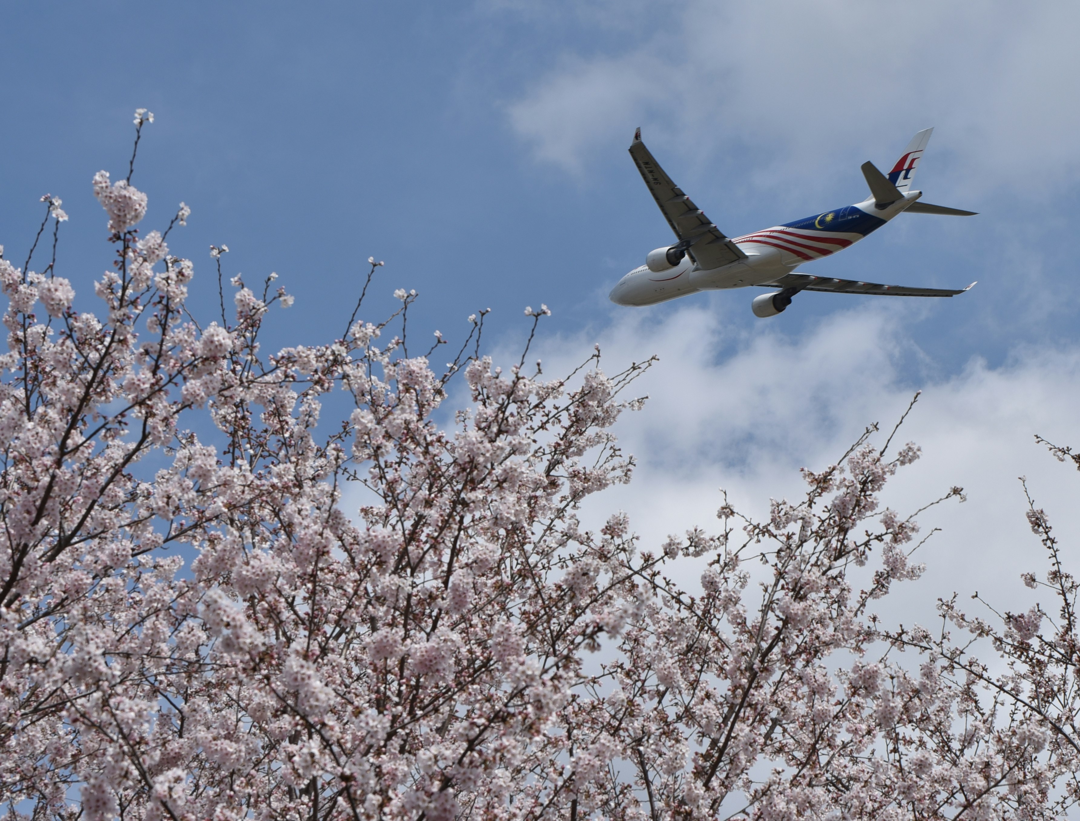 満開の桜の枝と飛行機が青空を飛ぶ画像