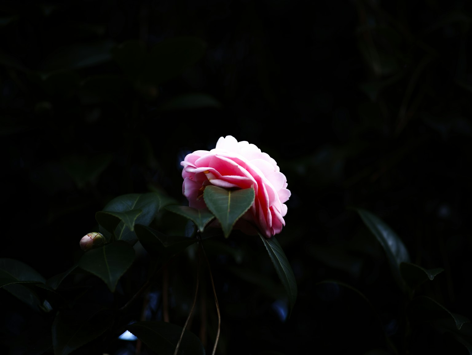 photo-aXIl1irszDtm70FgV98B-image