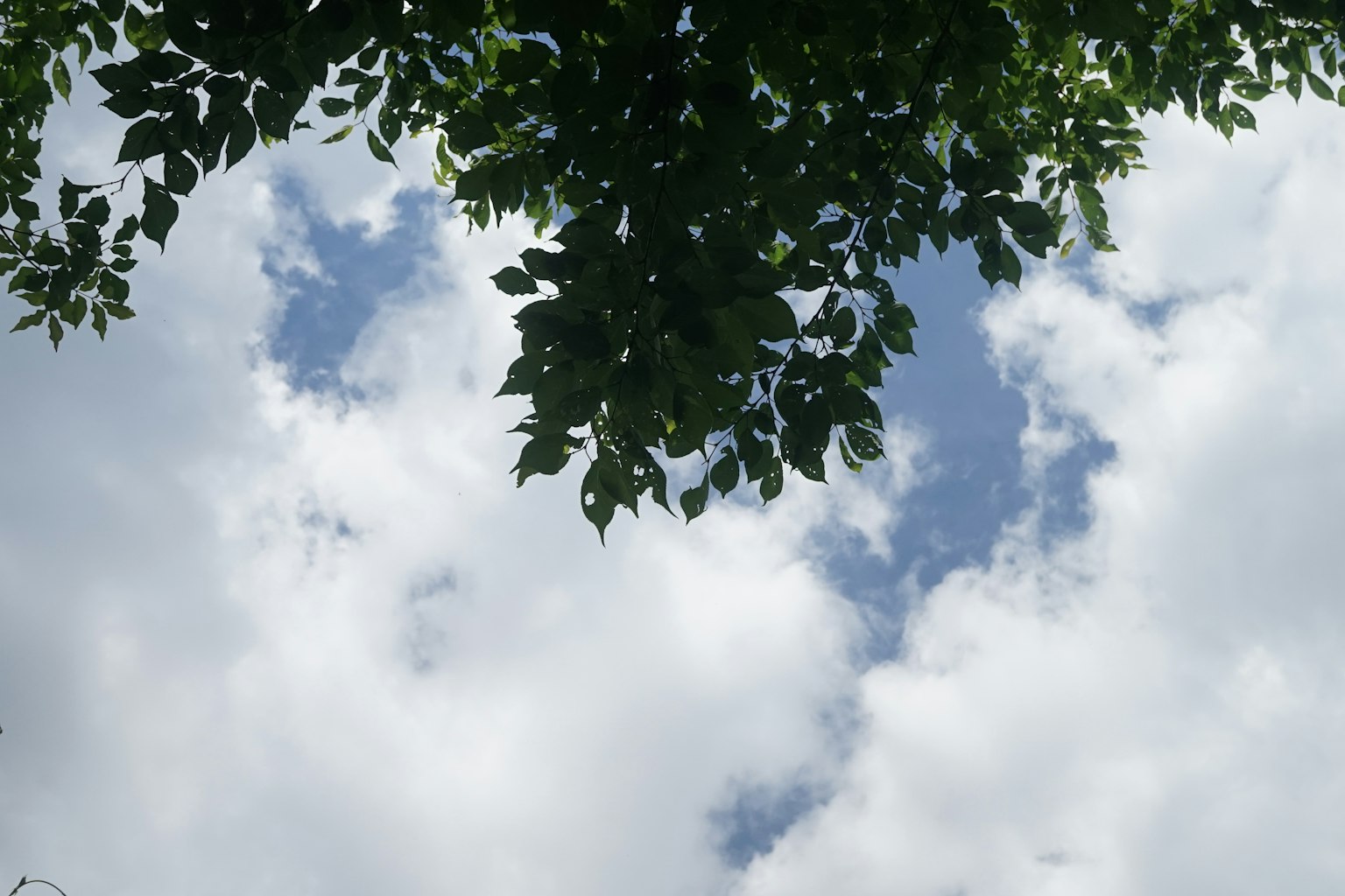 綠色葉子框住明亮的天空和蓬鬆的白雲