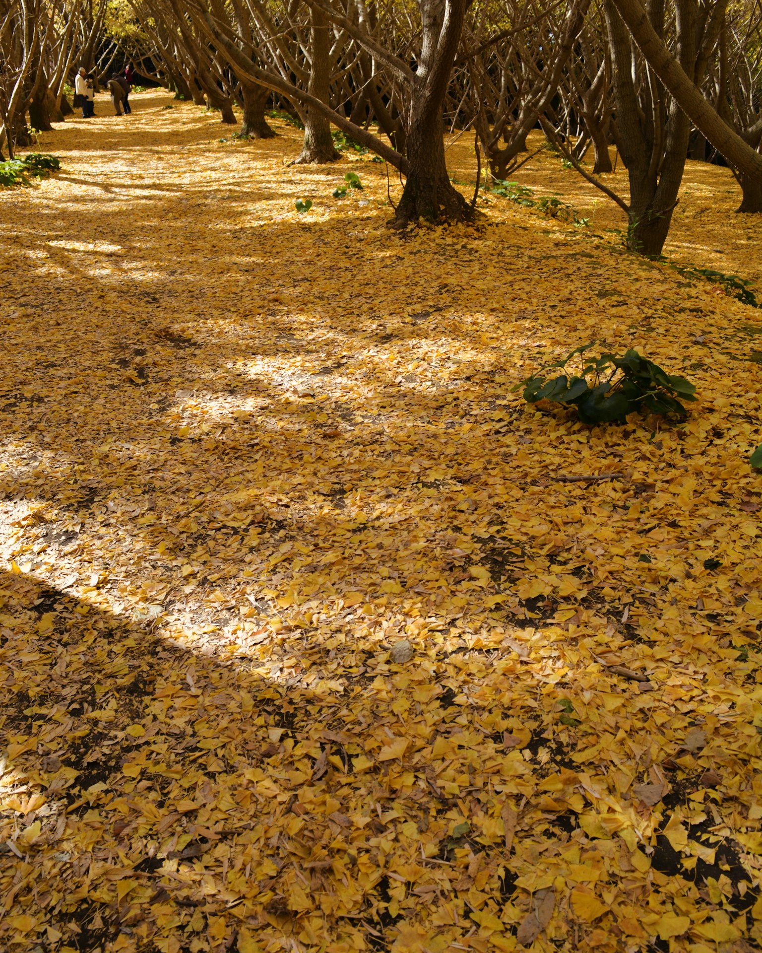 Pathway covered with yellow leaves surrounded by trees in autumn