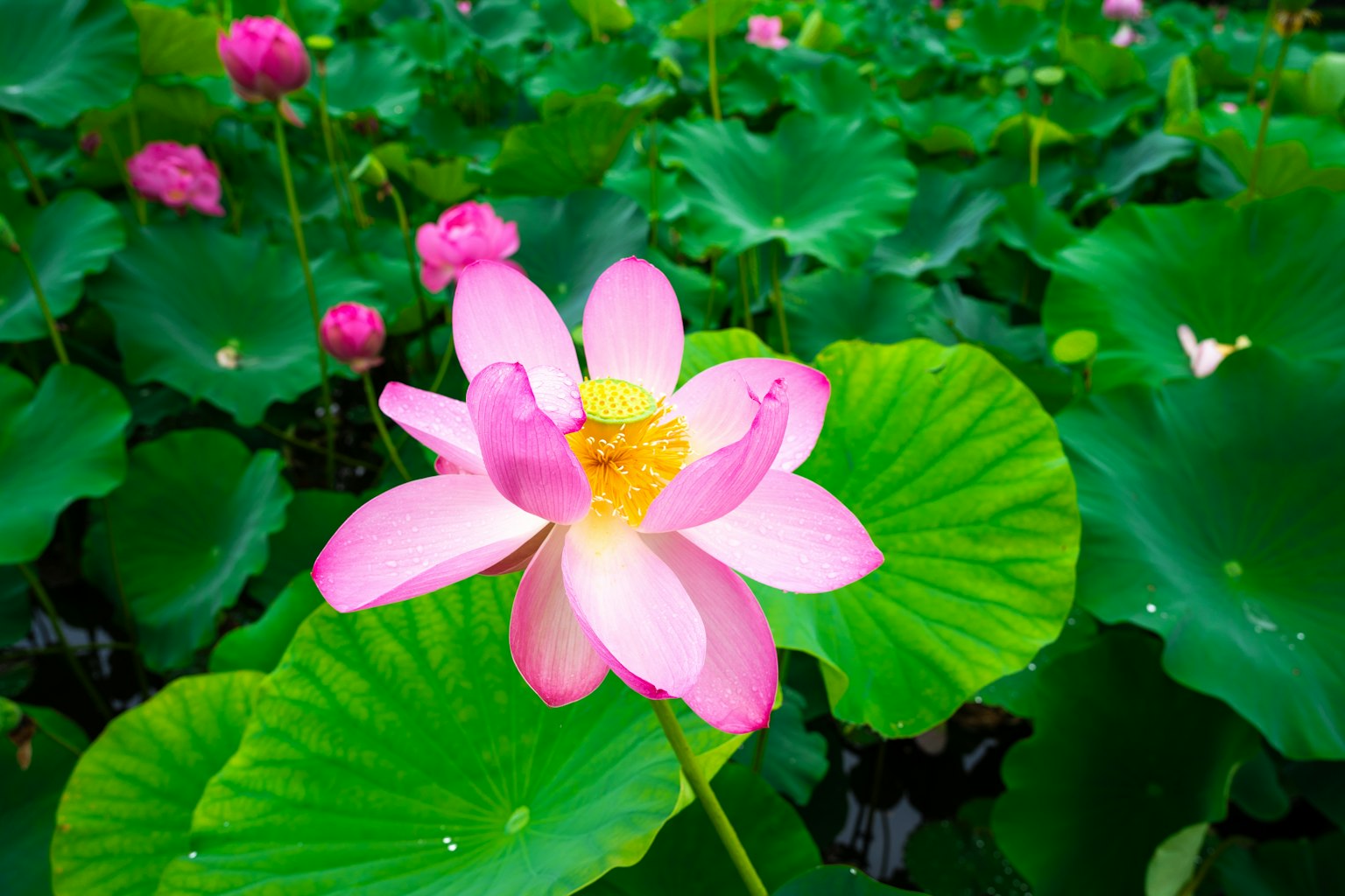 Eine schöne rosa Lotusblume blüht zwischen grünen Blättern