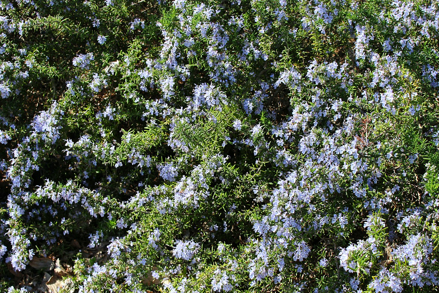 Boden bedeckt mit grünen Pflanzen und blauen Blumen