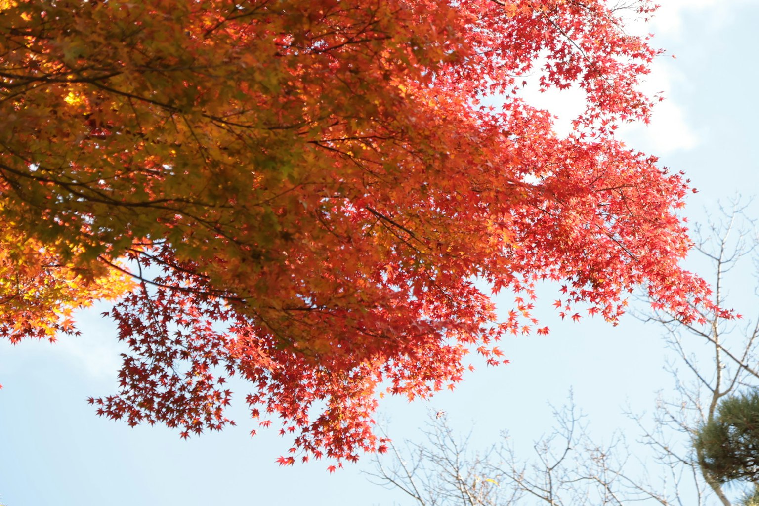Rami di un albero con foglie rosse vivaci contro il cielo