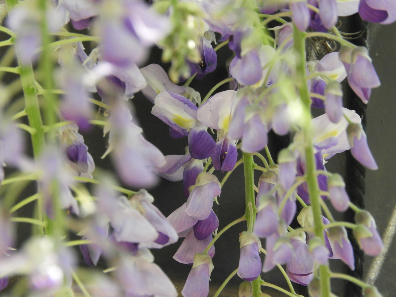 Imagen detallada de flores moradas que florecen en racimos
